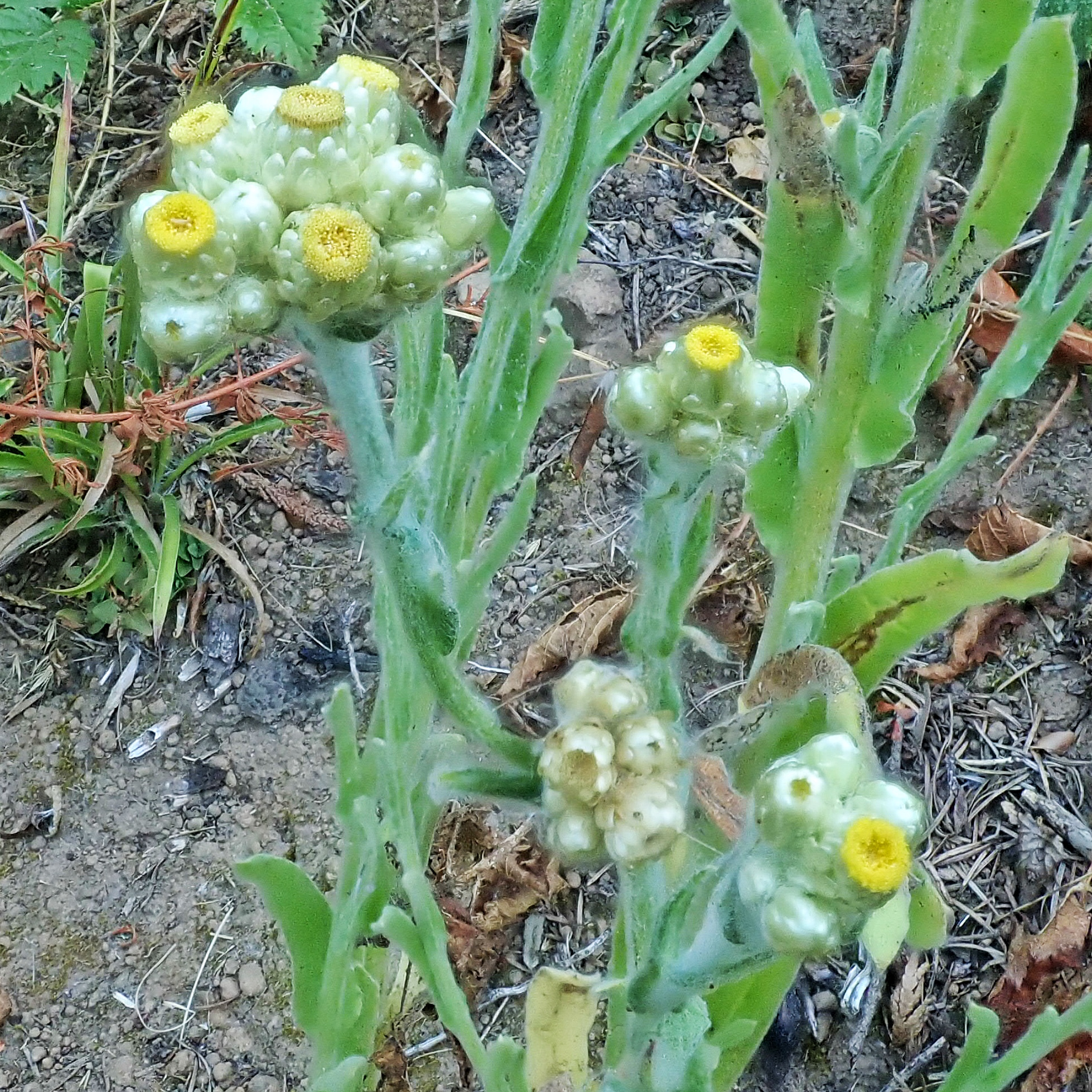 Pseudognaphaliun stramineum (Cottonbatting Plant, Chilean Cudweed