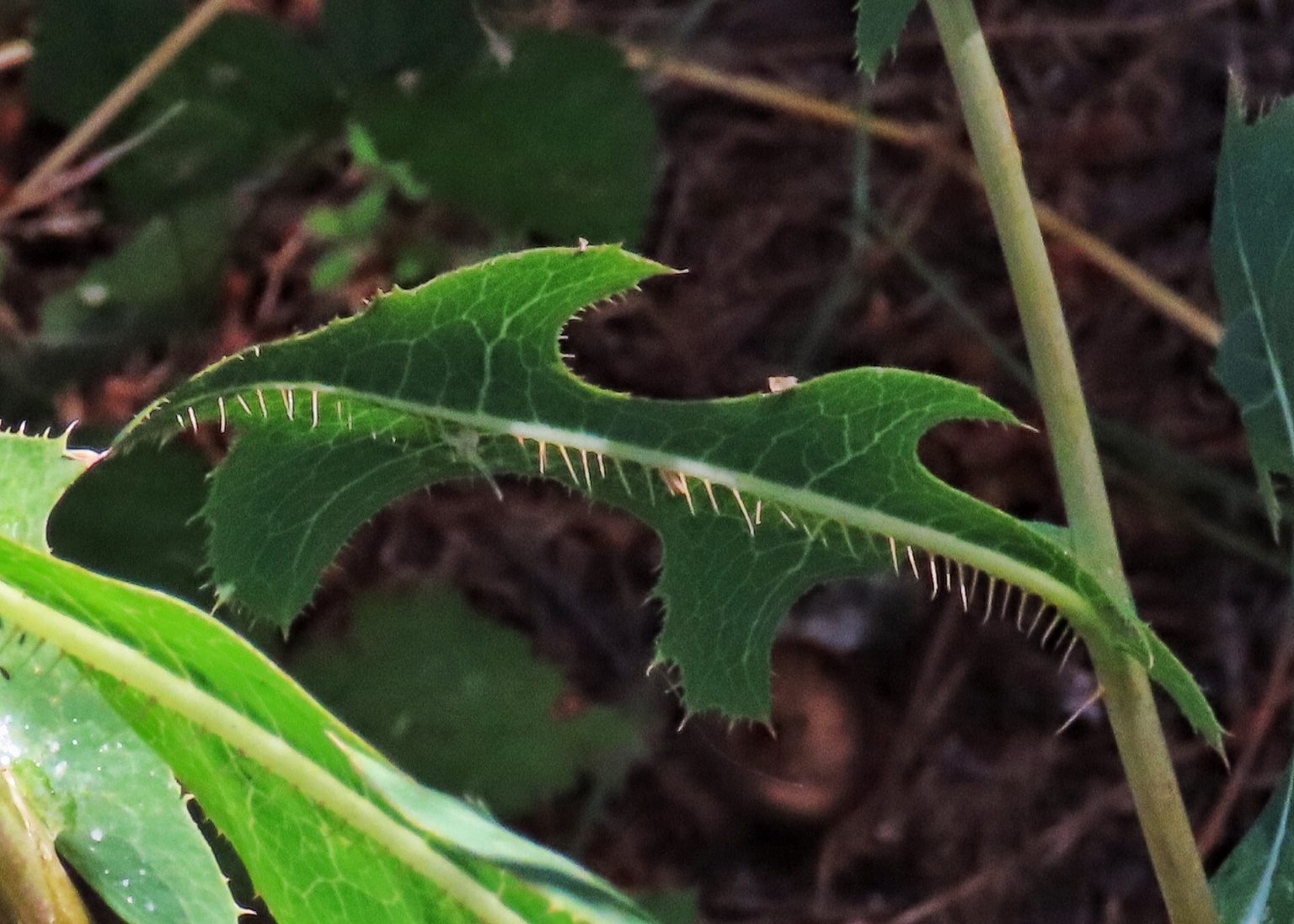 Lactuca serriola leaf