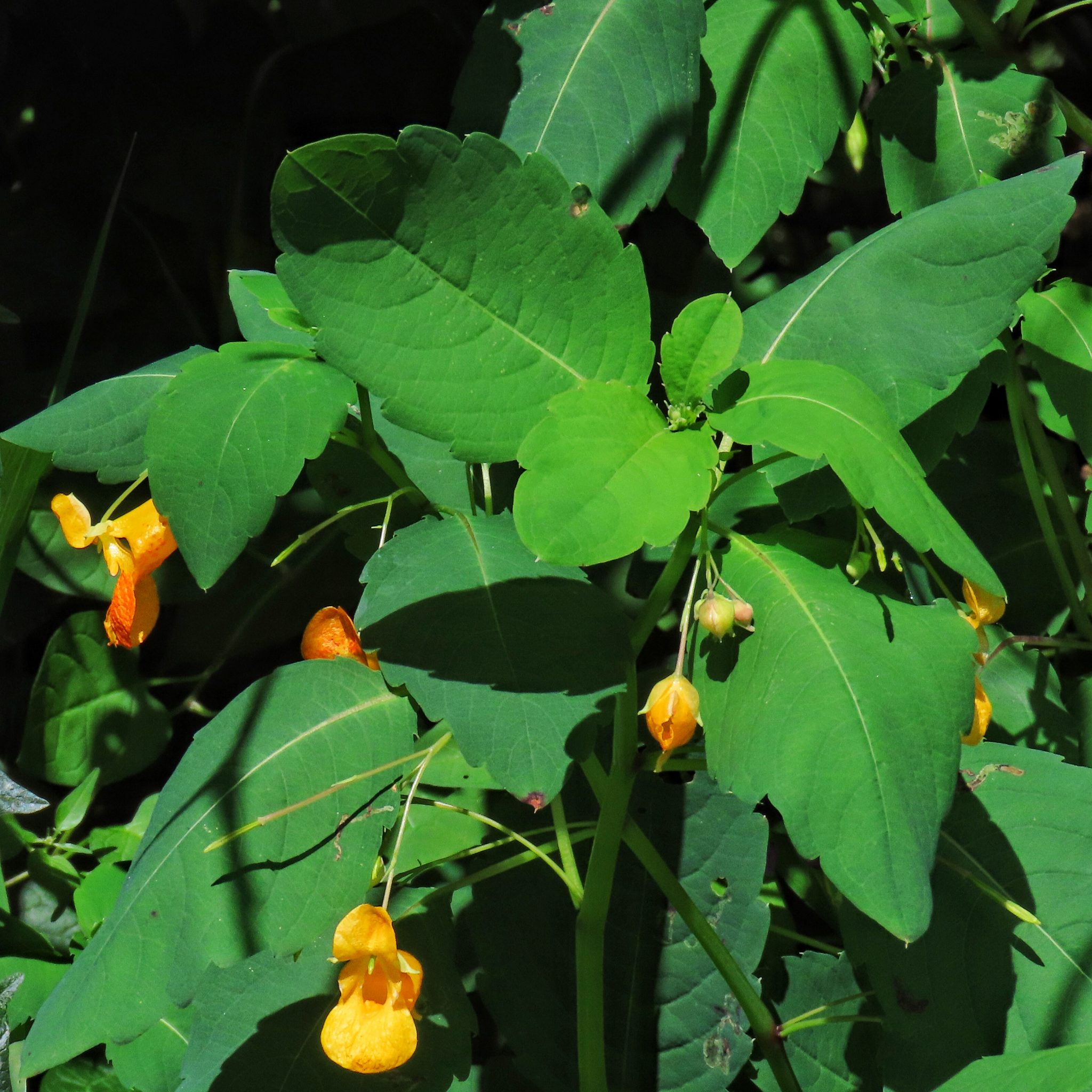 Impatiens capensis (Cape Jewelweed) 10,000 Things of the Pacific