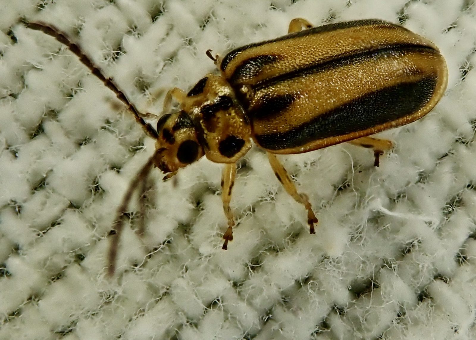 Xanthogaleruca luteola (Elm Leaf Beetle) 10,000 Things of the Pacific