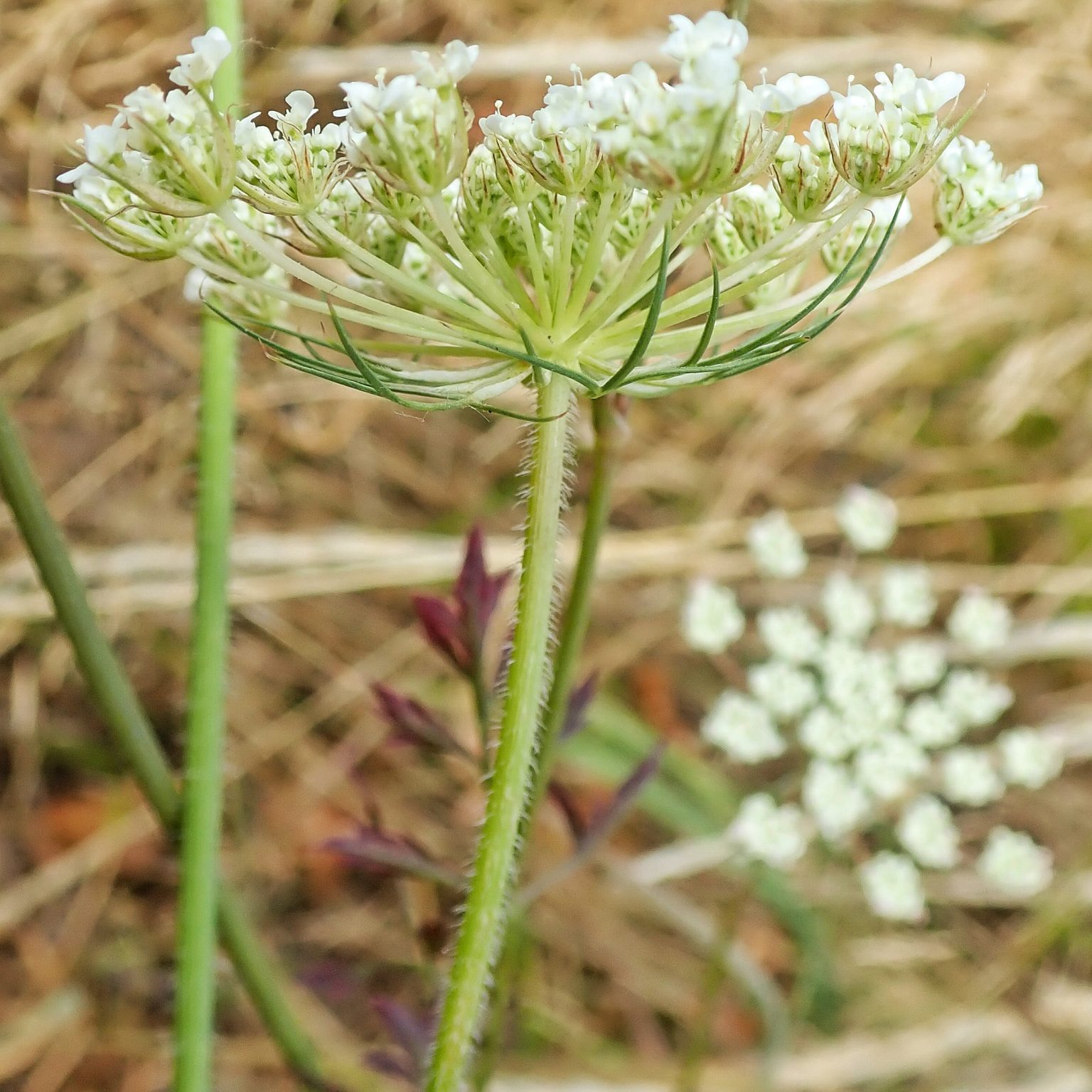 Daucus Carota Queen Annes Lace Things Of The Pacific Northwest