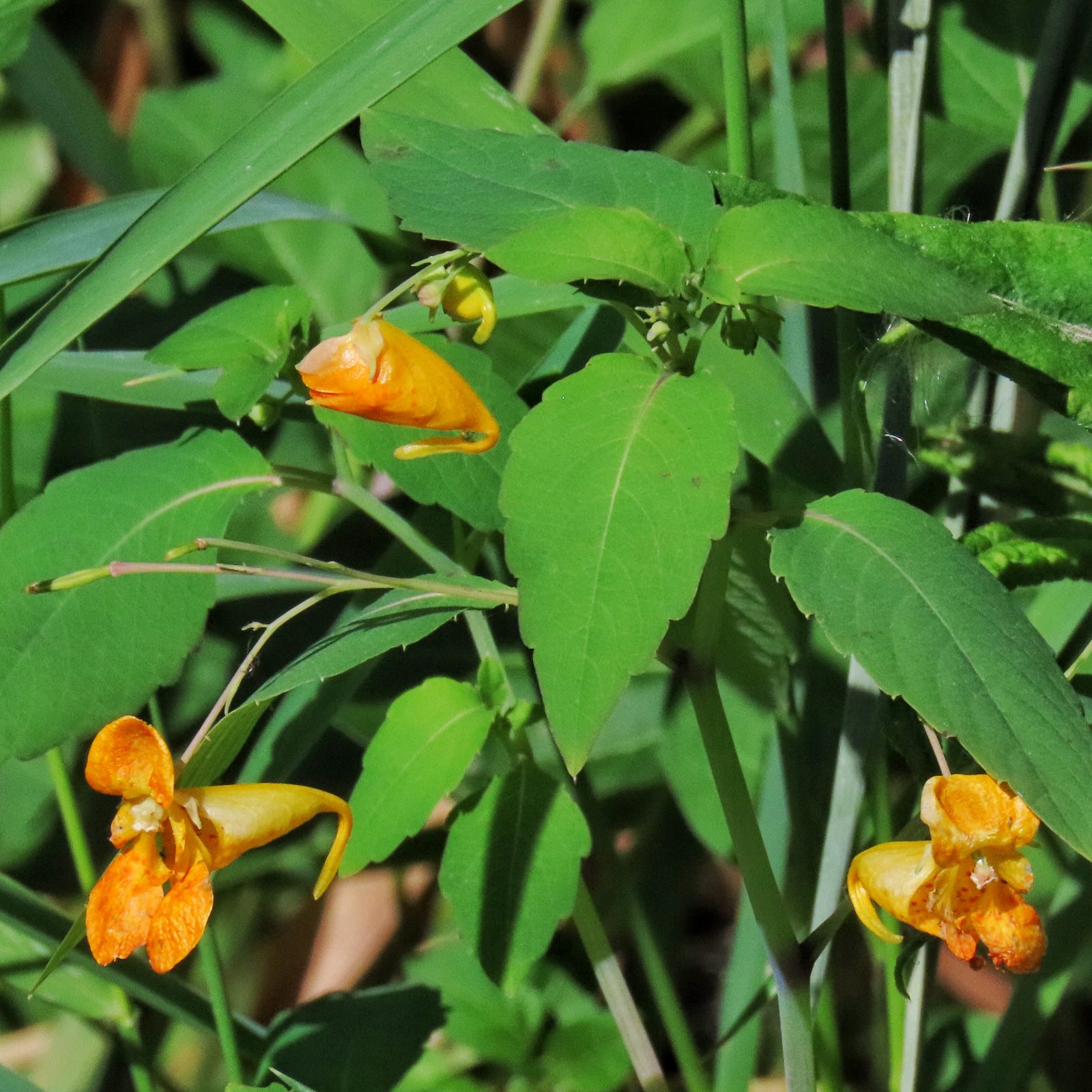 Impatiens capensis (Cape Jewelweed) 10,000 Things of the Pacific