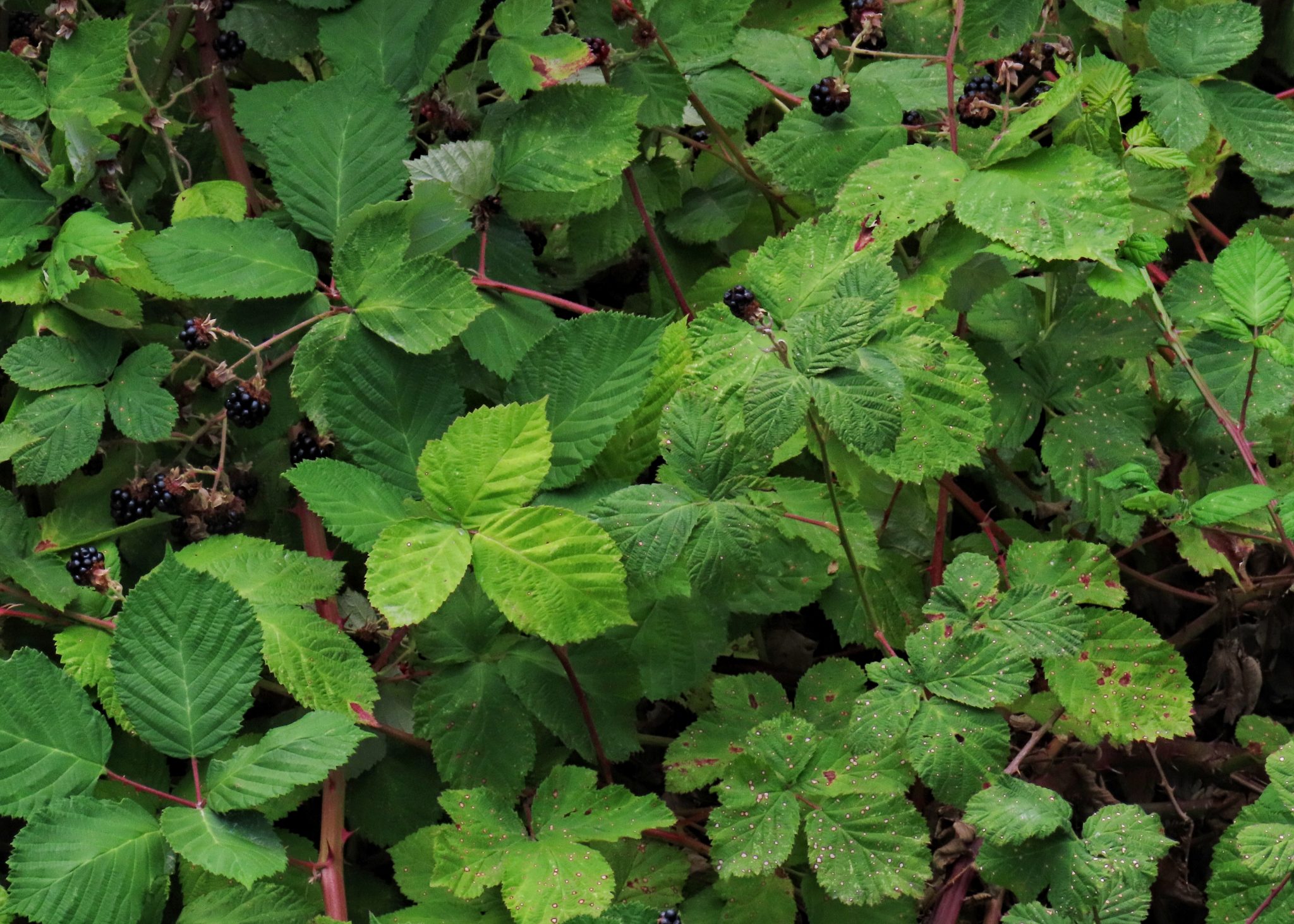 Rubus bifrons (Himalayan Blackberry) 10,000 Things of the Pacific
