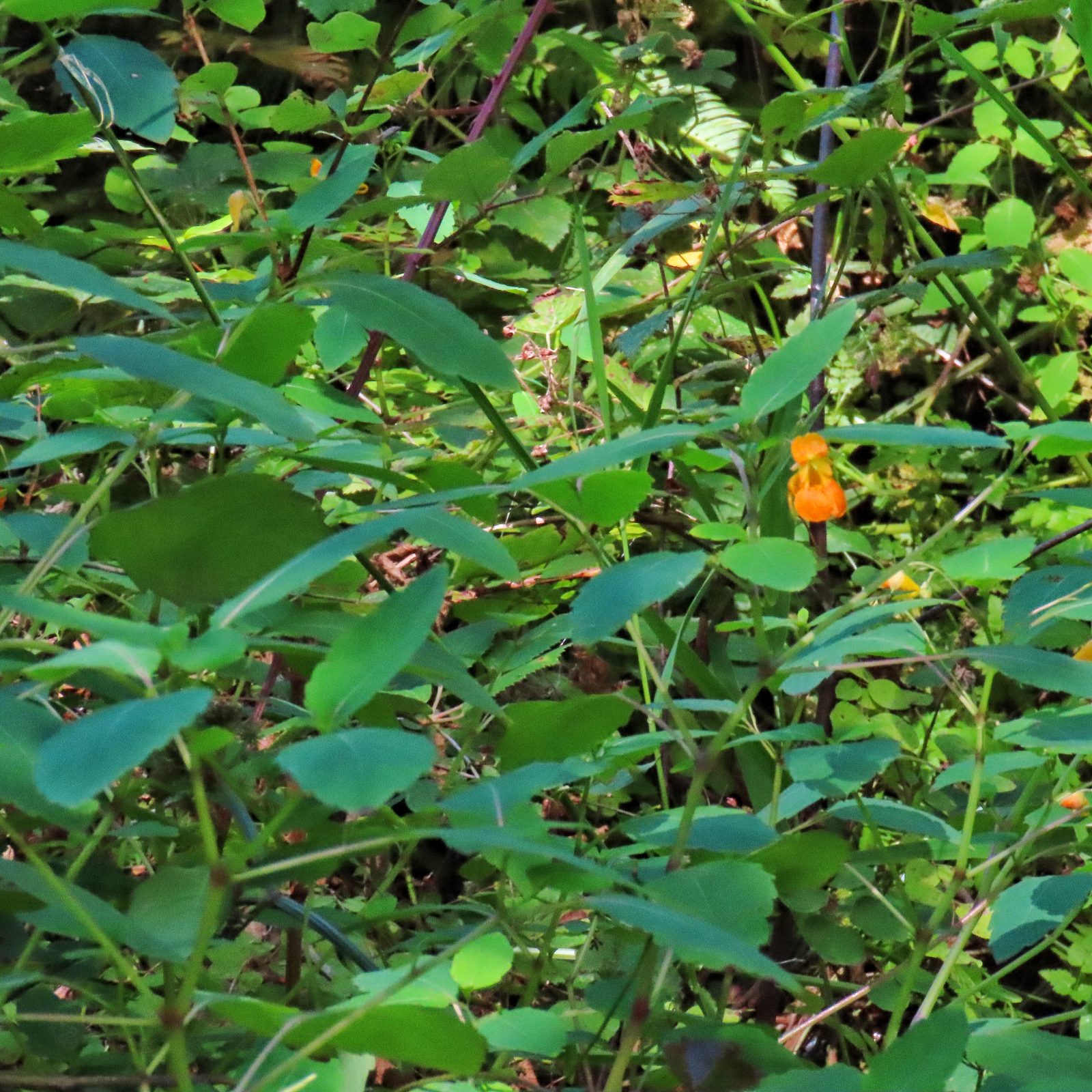 Impatiens capensis (Cape Jewelweed) 10,000 Things of the Pacific