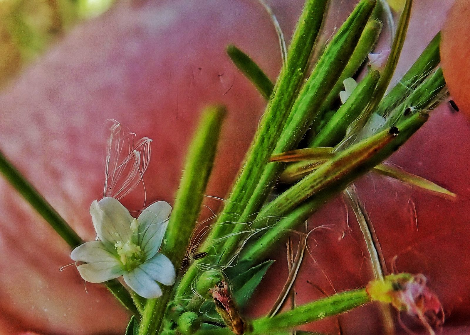 Epilobium ciliatum (Fringed Willowherb) 10,000 Things of the Pacific