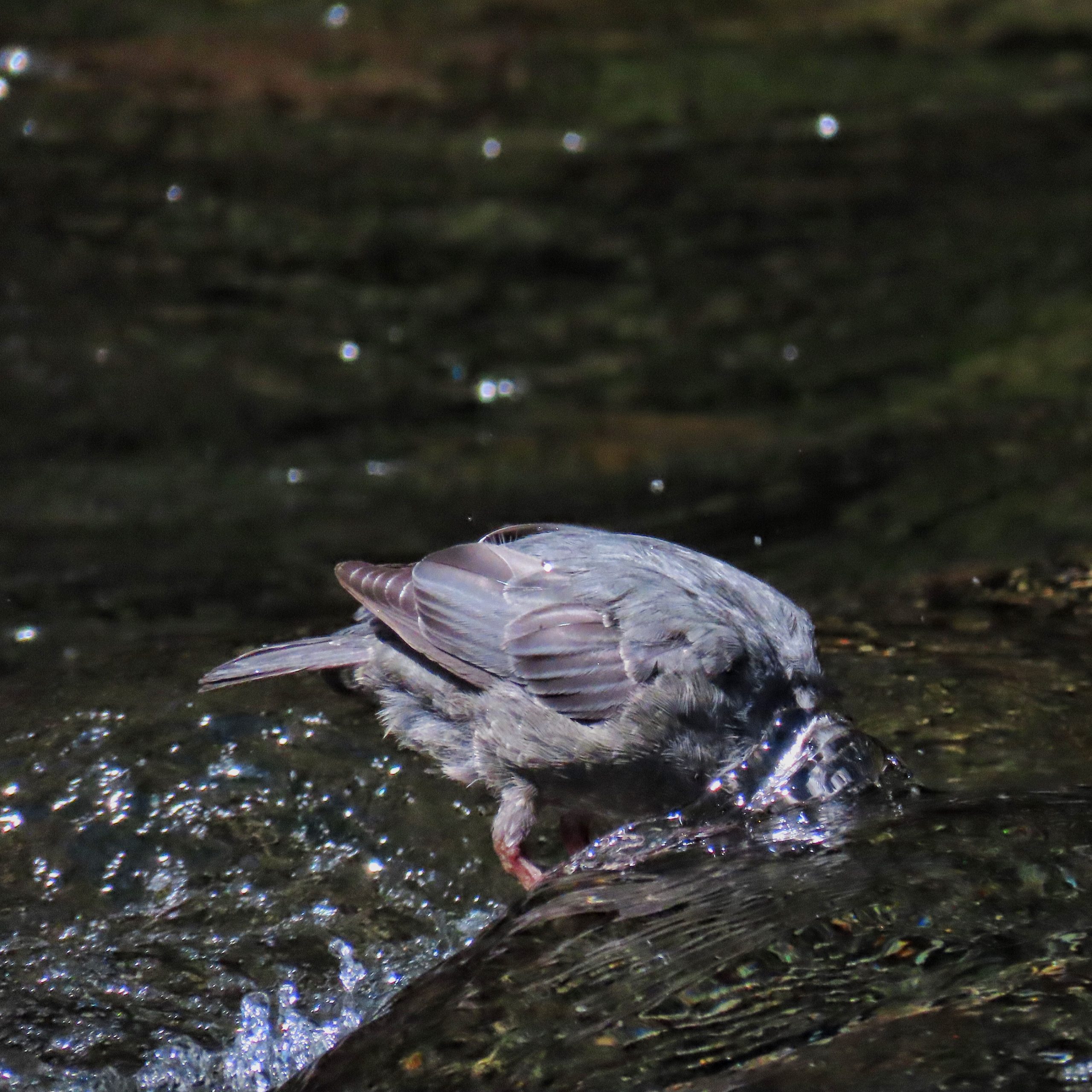Cinclus mexicanus (American Dipper, Water Ouzel) 10,000 Things of the