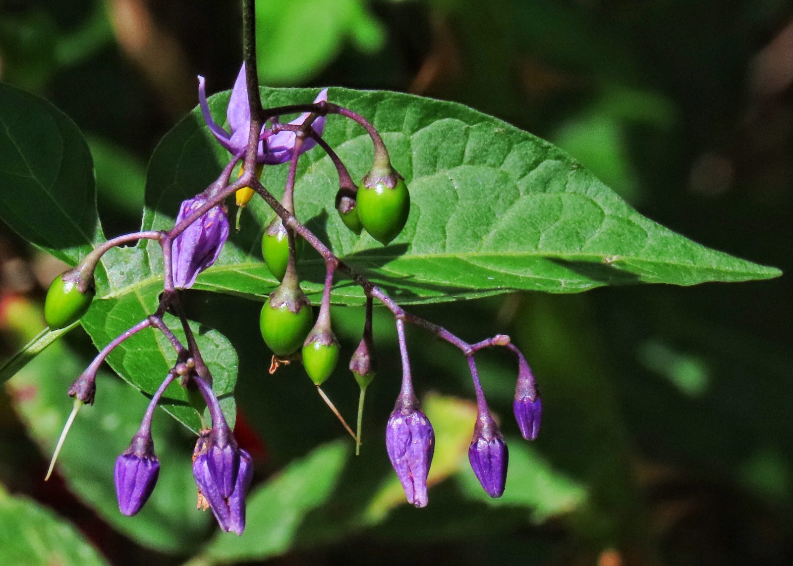 Solanum dulcamara (Bitter Nightshade) 10,000 Things of the Pacific