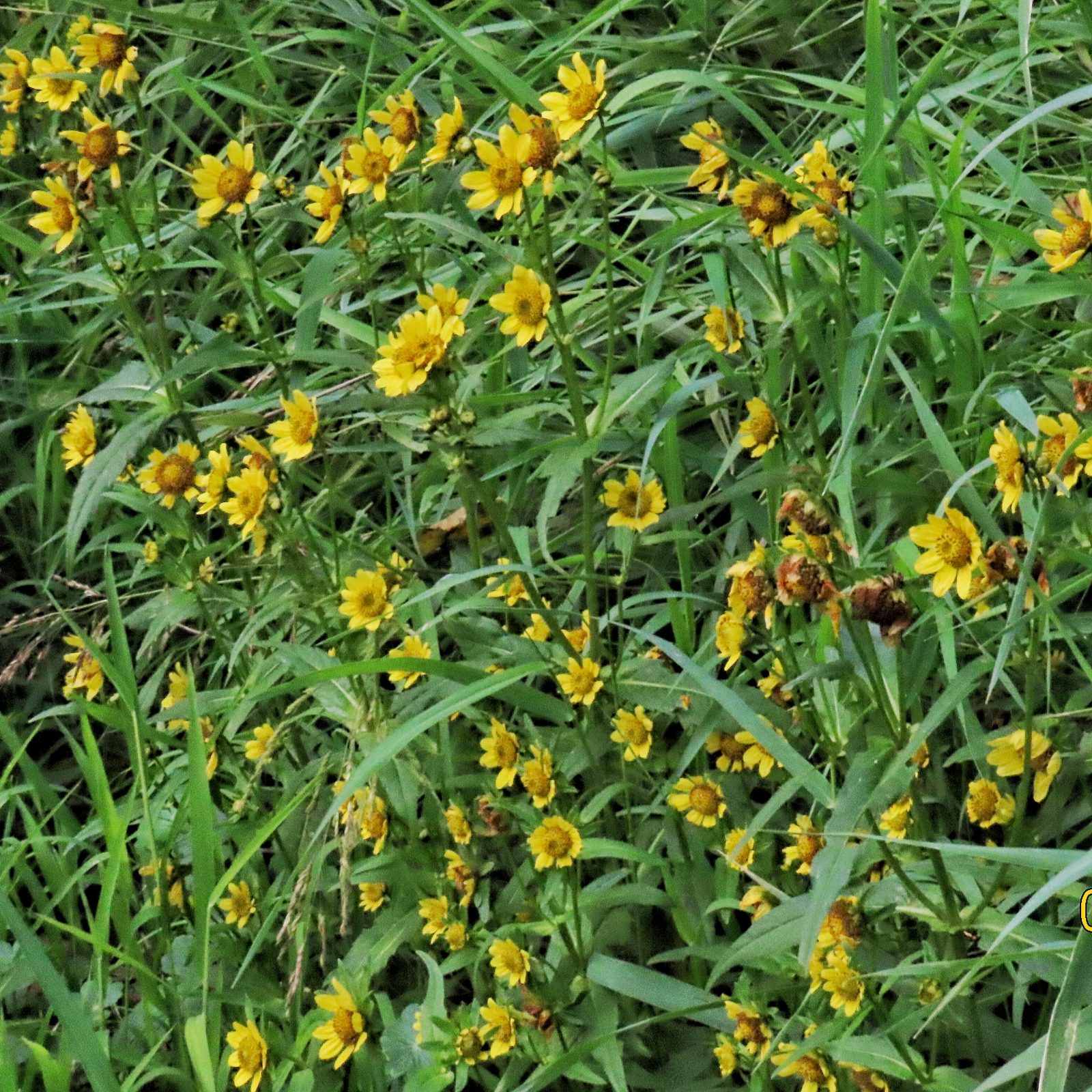 Bidens cernua (Nodding Beggarticks) 10,000 Things of the Pacific