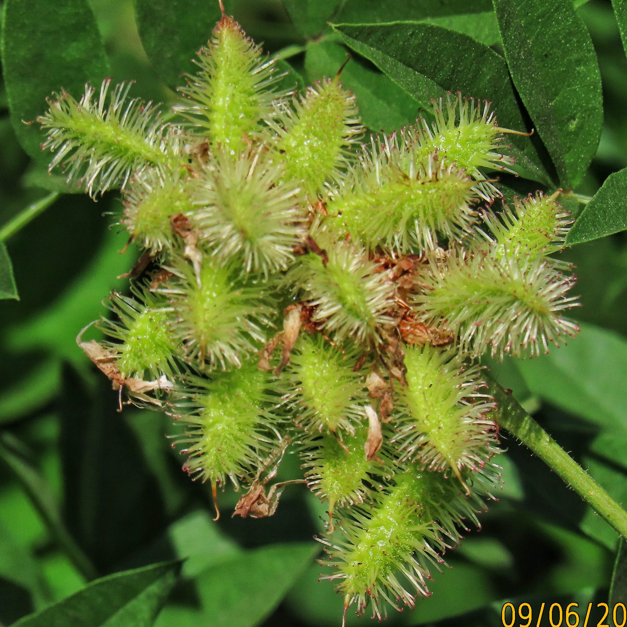 Glycyrrhiza lepidota (American Licorice) 10,000 Things of the Pacific