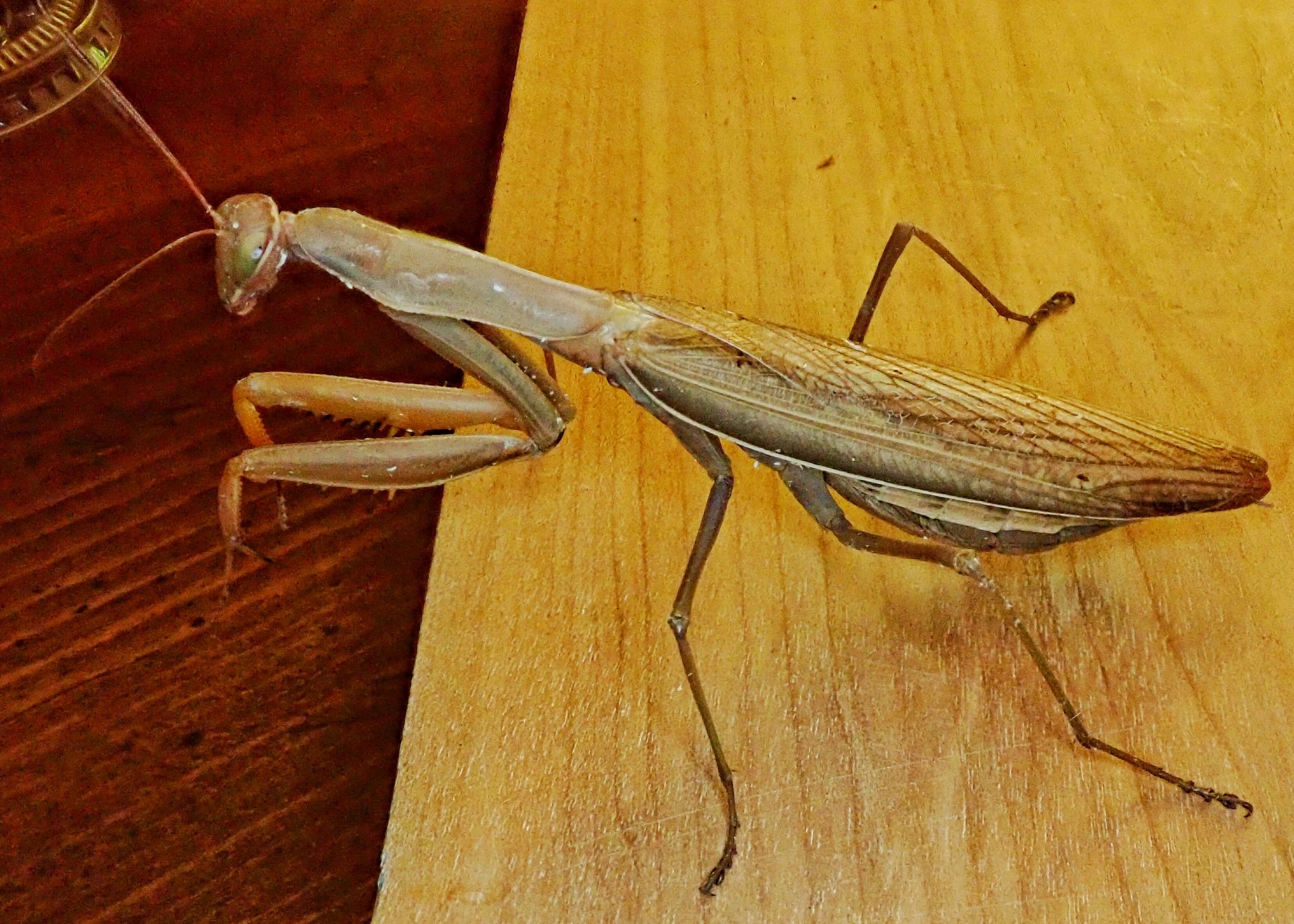 Mantis religiosa (European Mantis, Praying Mantis) – 10,000 Things of