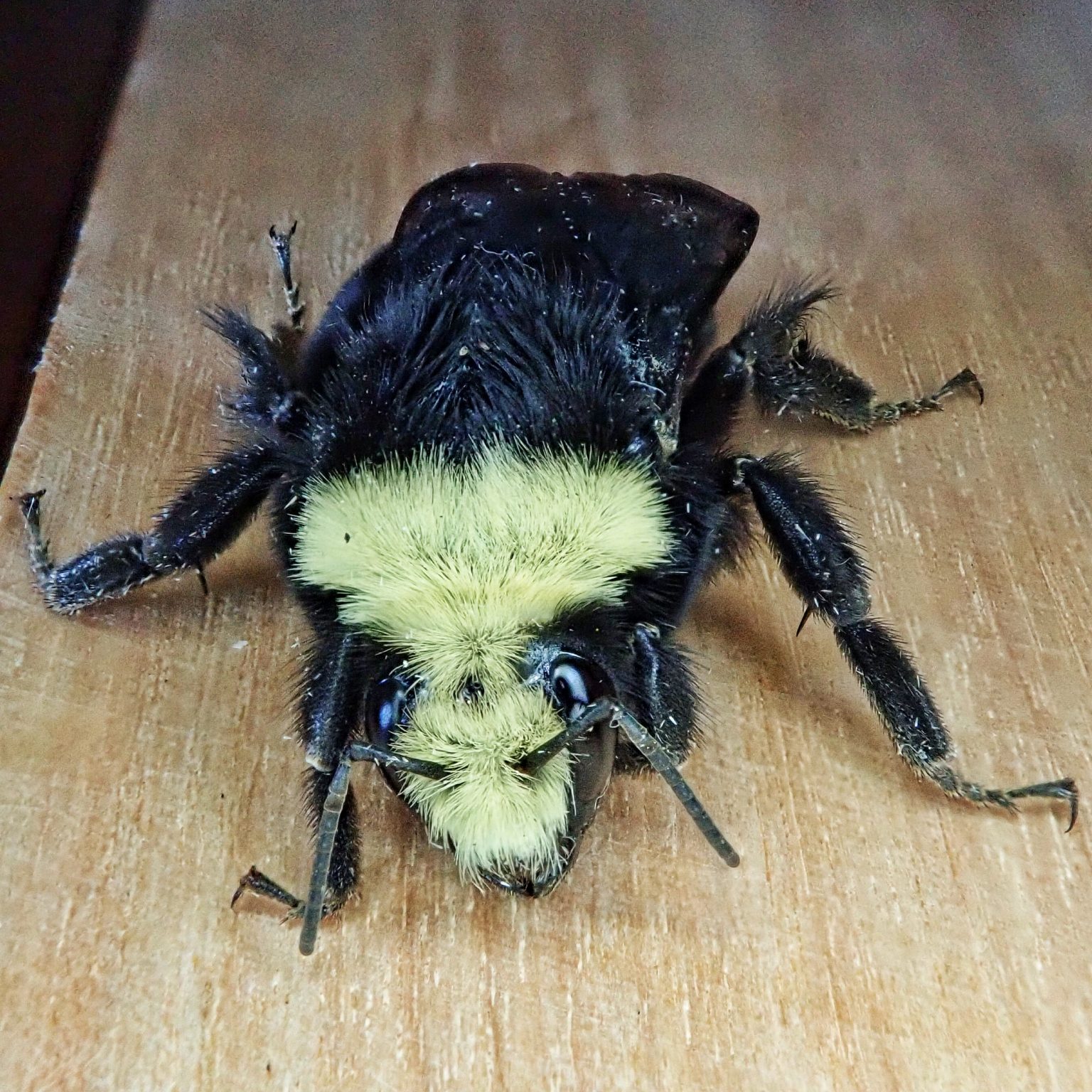 Bombus vosnesenskii (Yellowfaced Bumble Bee) 10,000 Things of the