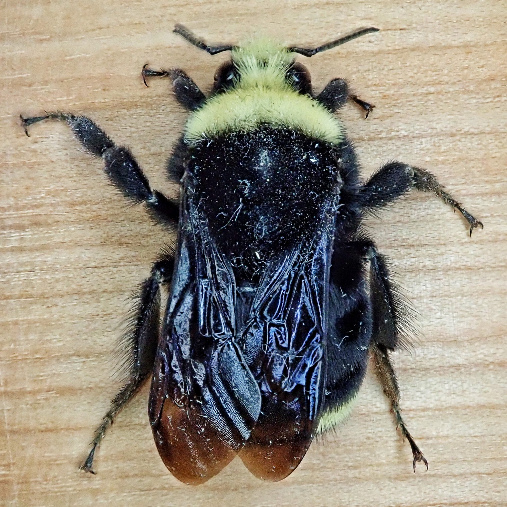giant black bee