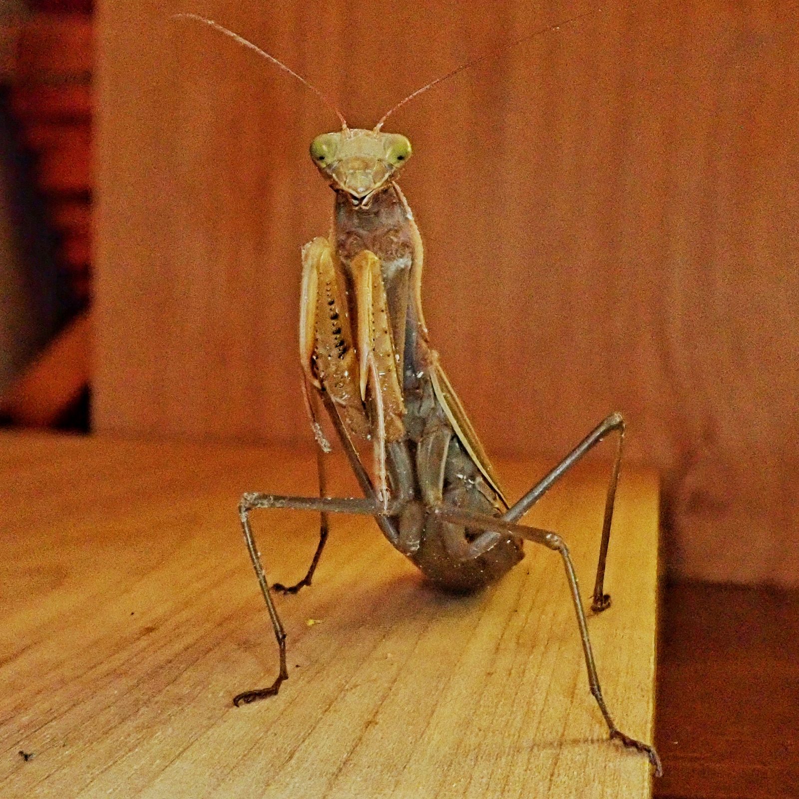 Mantis religiosa (European Mantis, Praying Mantis) 10,000 Things of