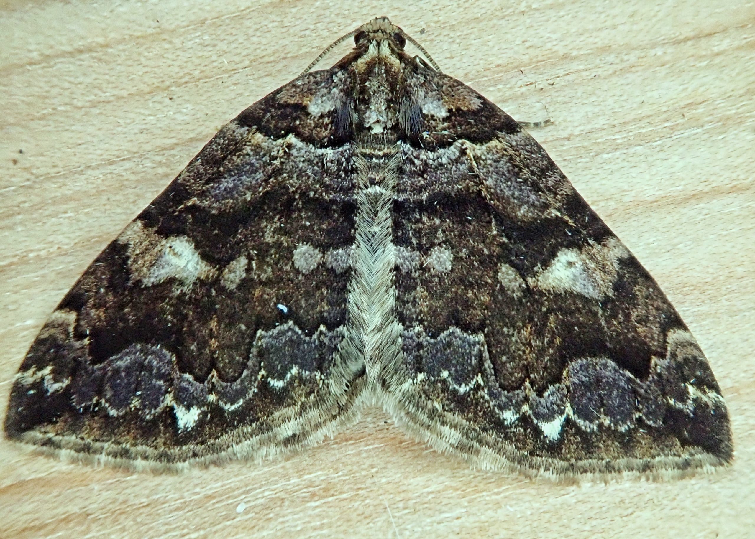 Anticlea vasiliata (Variable Carpet Moths) 10,000 Things of the