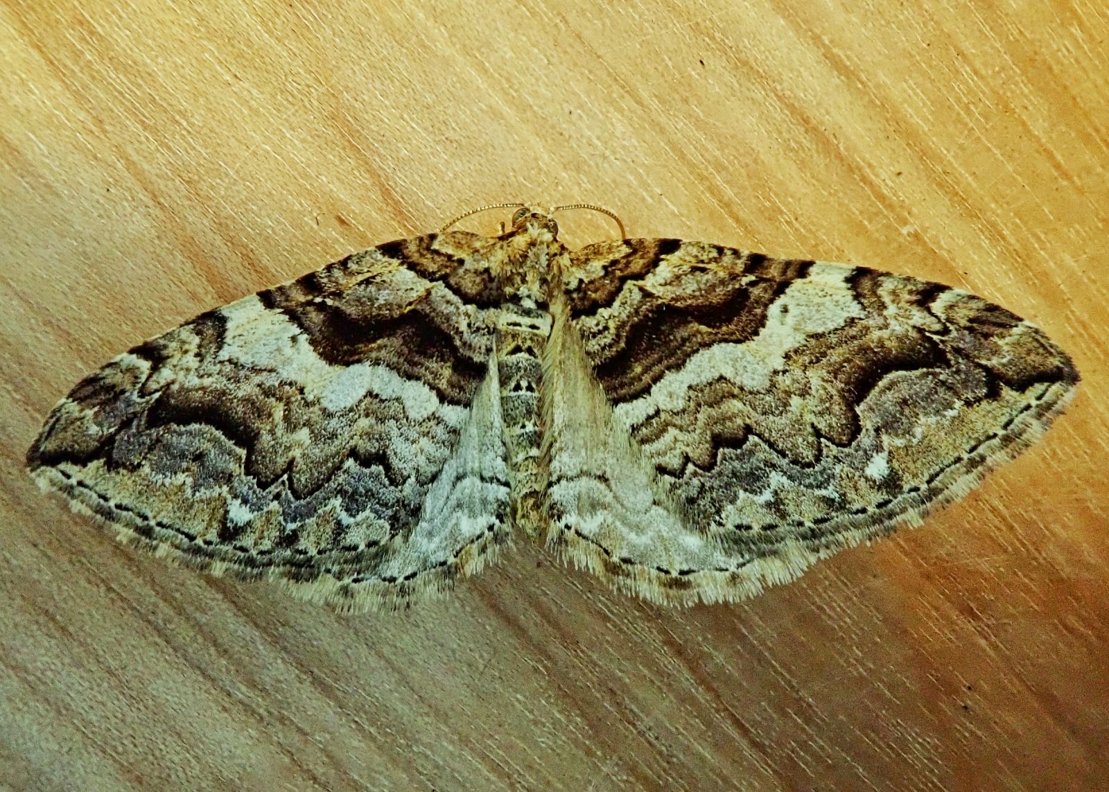 Anticlea vasiliata (Variable Carpet Moths) 10,000 Things of the