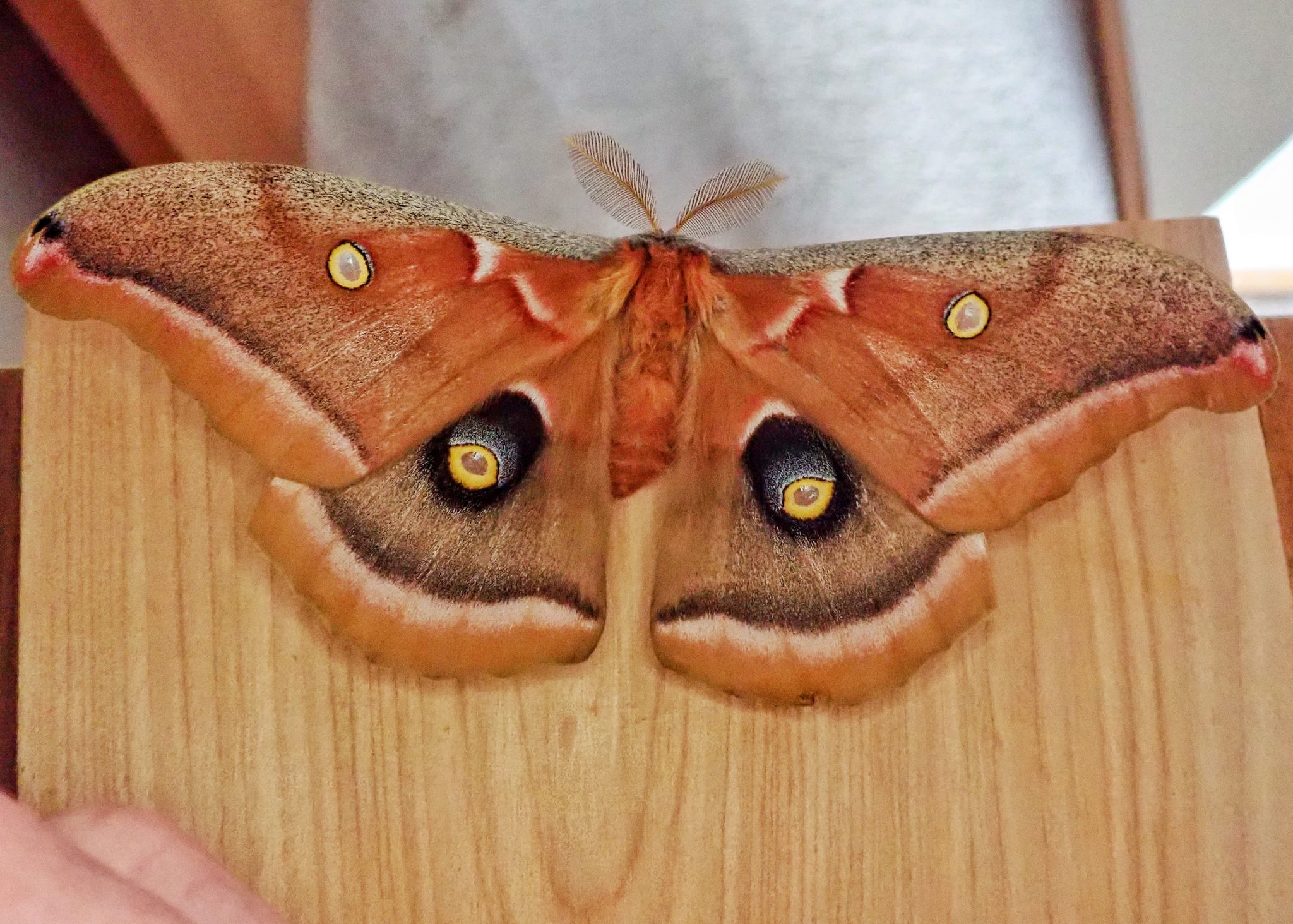 Antheraea Polyphemus Polyphemus Moth 10 000 Things Of The Pacific Northwest
