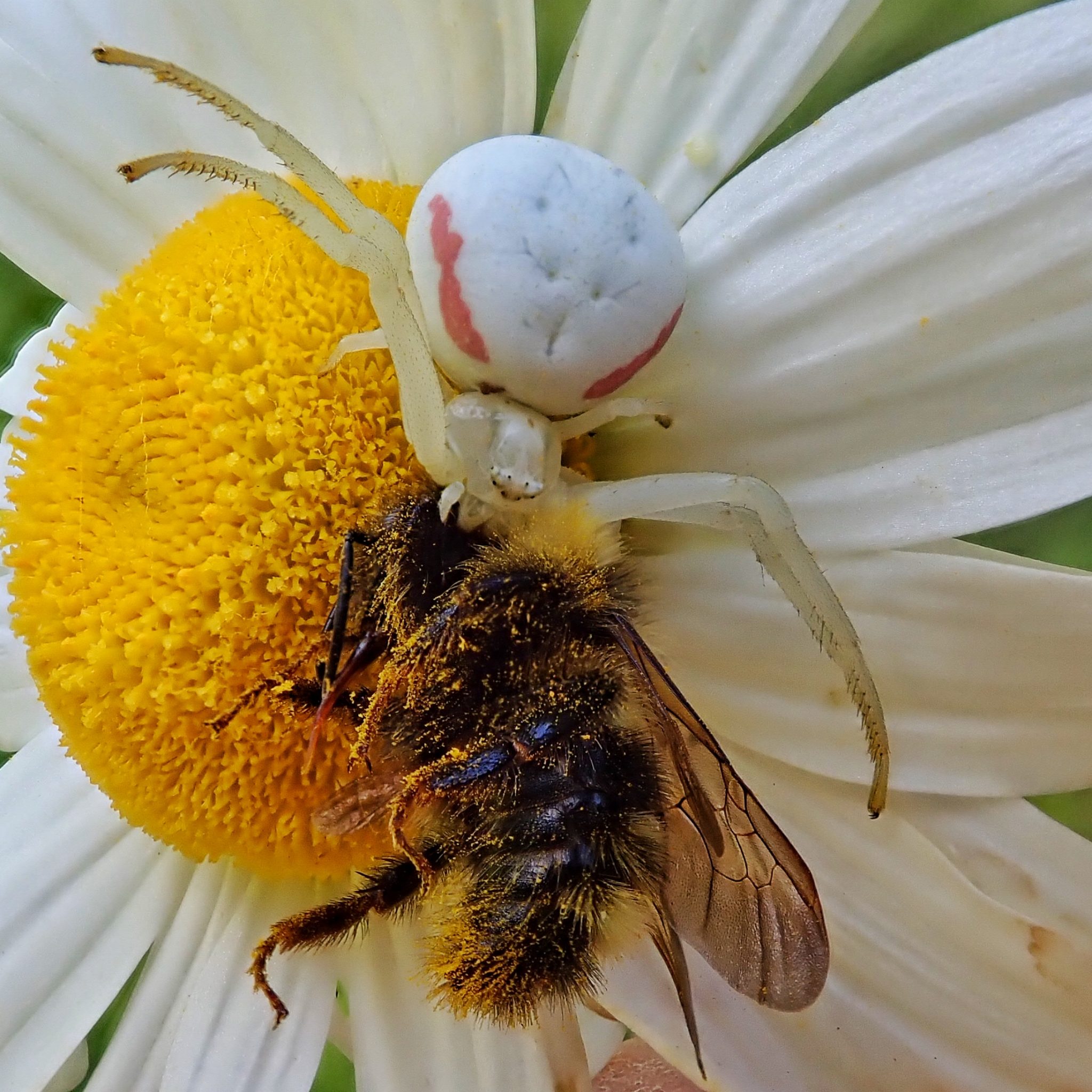 Misumena Vatia Goldenrod Crab Spider 10 000 Things Of The Pacific
