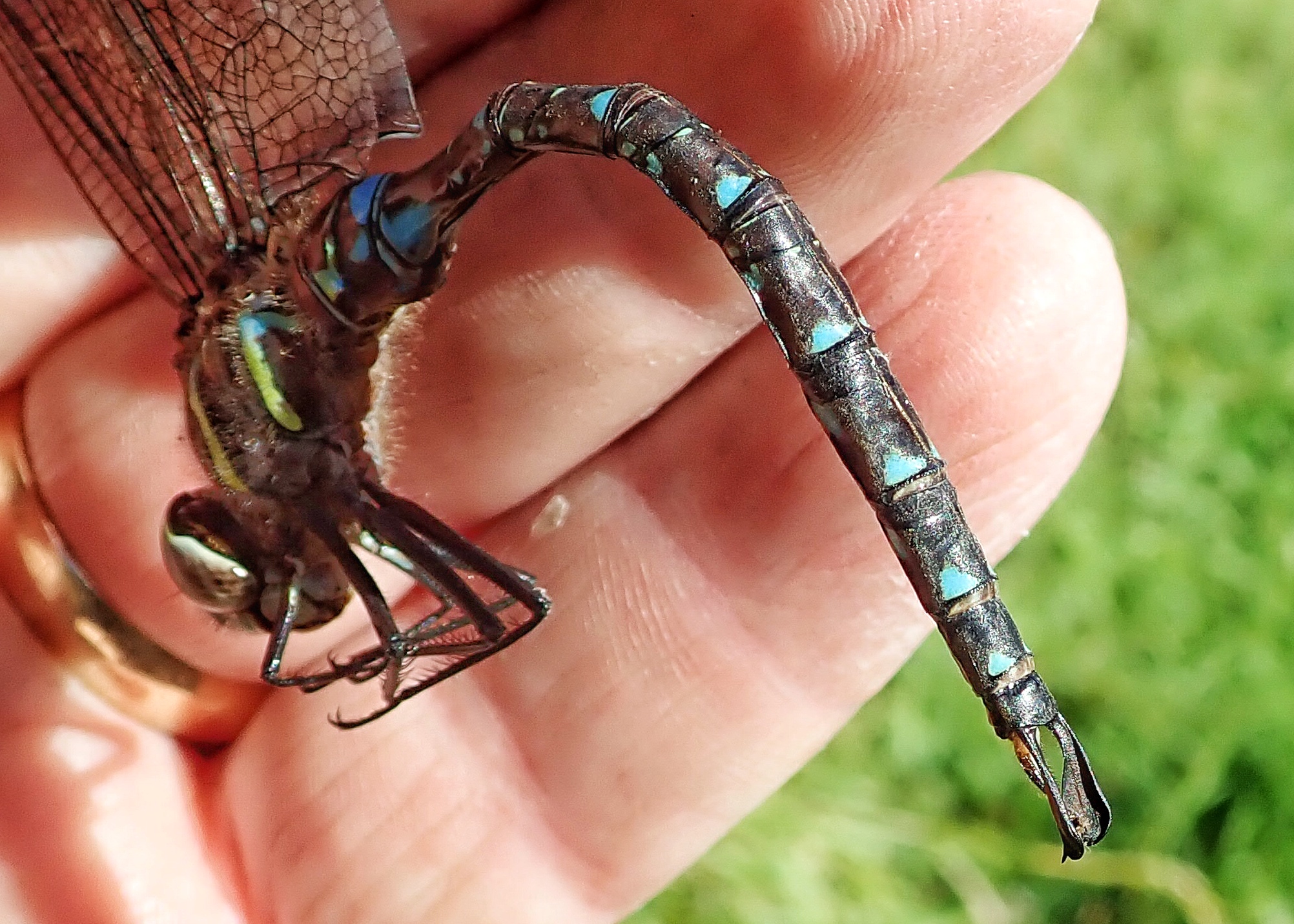 Aeshna umbrosa (Shadow Darner) 10,000 Things of the Pacific Northwest