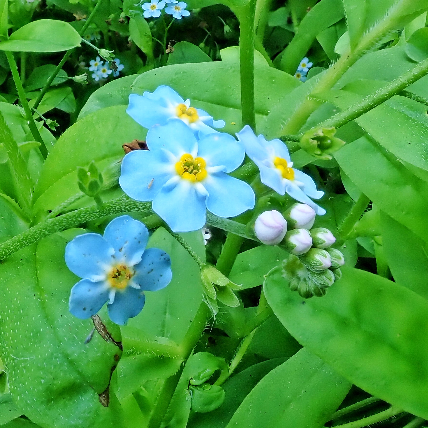 Myosotis scorpioides (True 10,000 Things of the