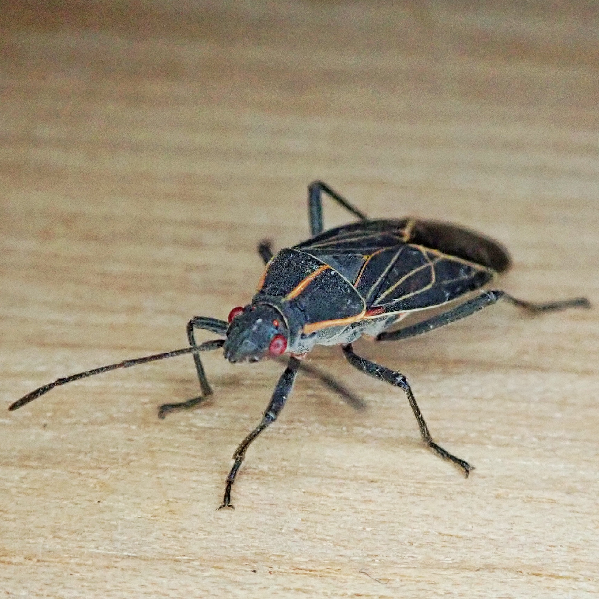Boisea rubrolineata (Western Boxelder Bug) 10,000 Things