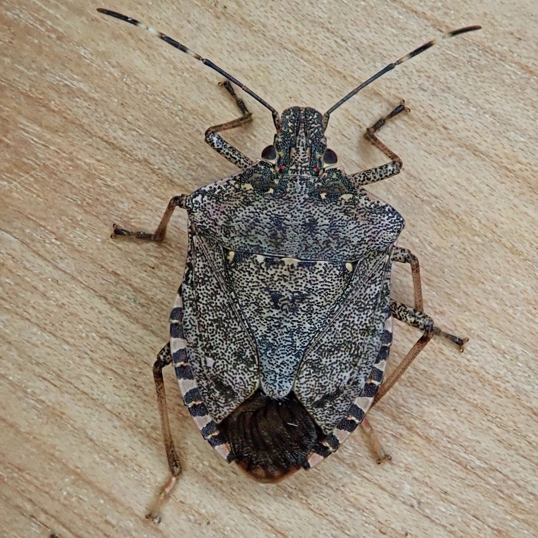 Halyomorpha halys (Brown Marmorated Stink Bug) 10,000 Things of the