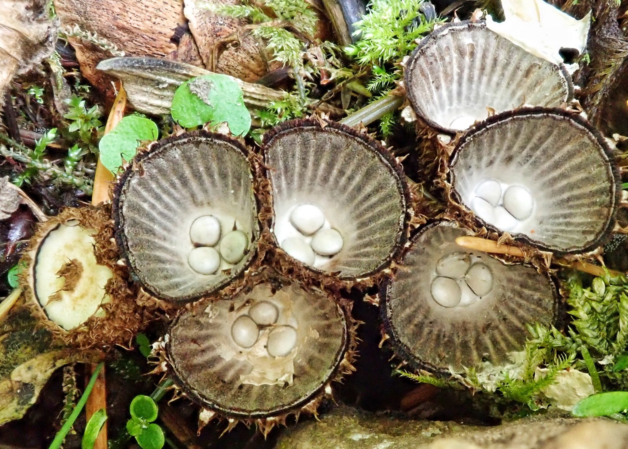 Cyathus striatus (Fluted Bird’s Nest Fungi) 10,000 Things of the