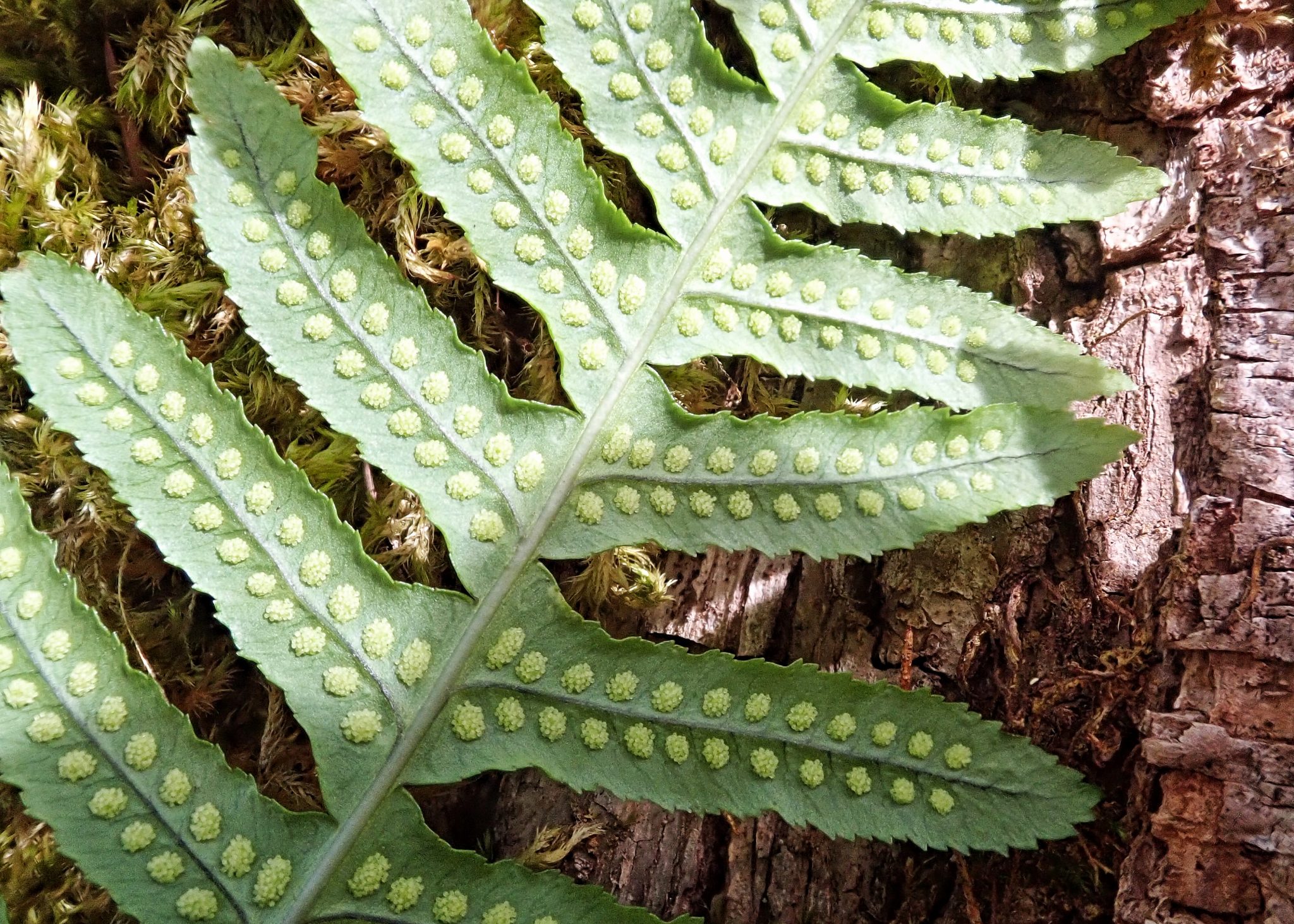 Polypodium glycyrrhiza (Licorice Fern) 10,000 Things of the Pacific