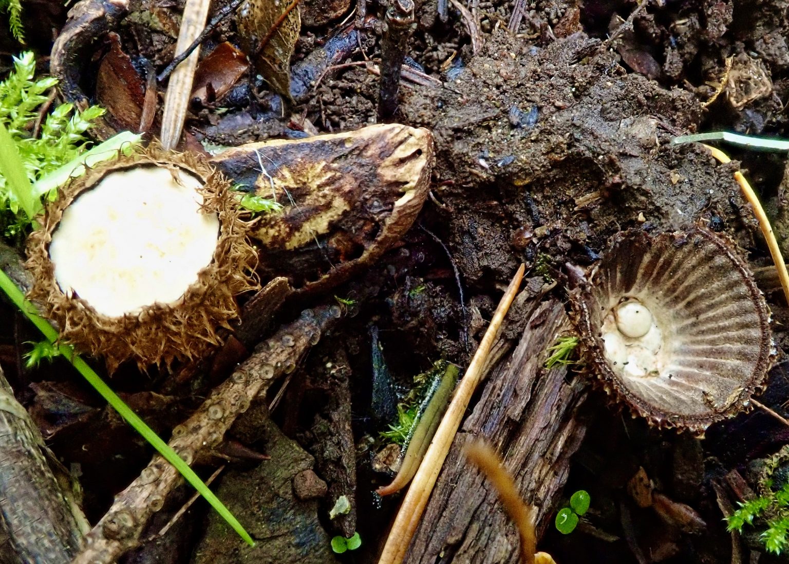 Cyathus striatus (Fluted Bird’s Nest Fungi) 10,000 Things of the