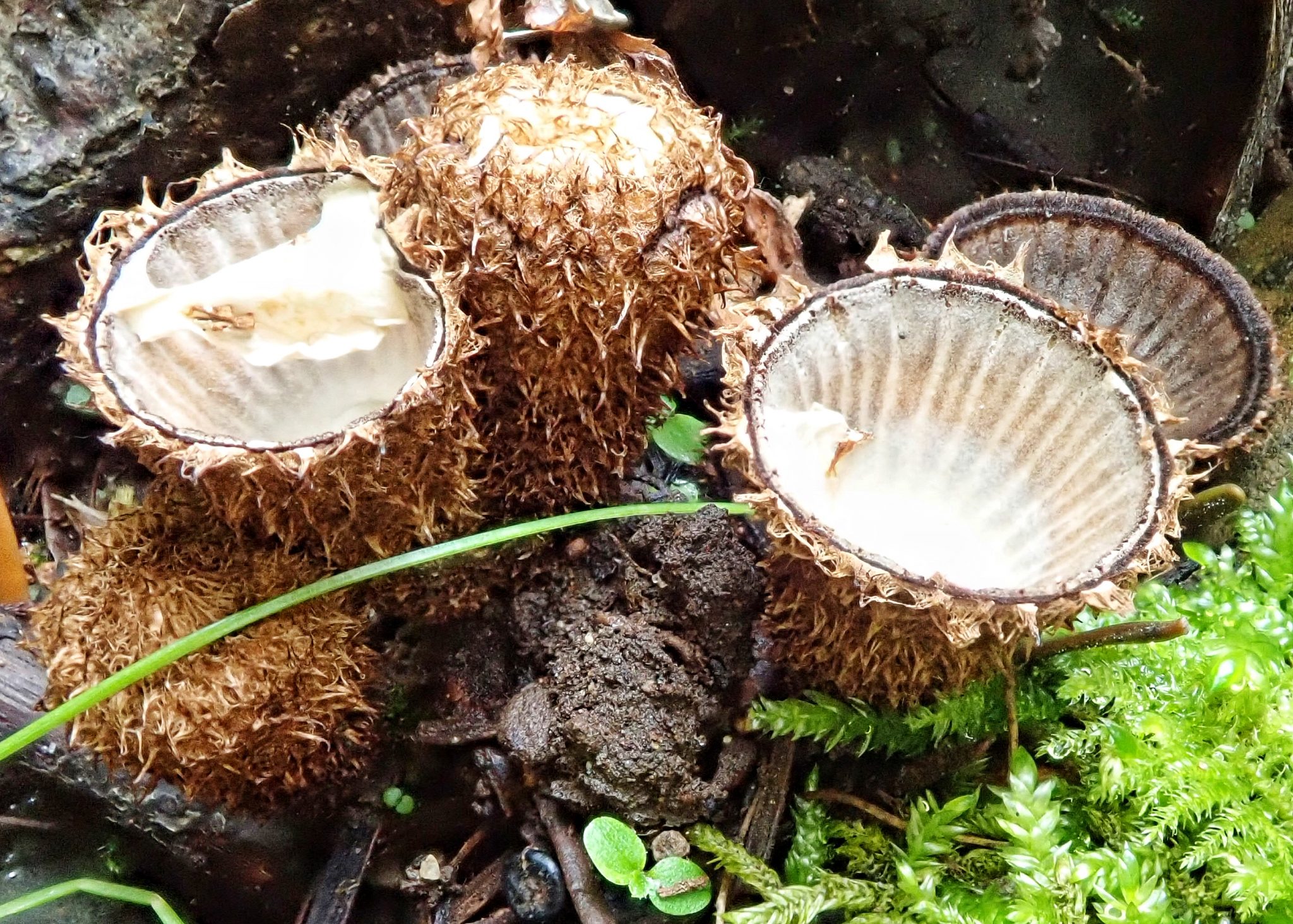 Cyathus striatus (Fluted Bird’s Nest Fungi) 10,000 Things of the