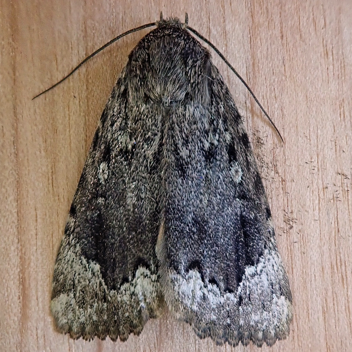 Amphipyra pyramidoides (Copper Underwing Moth) 10,000 Things of the