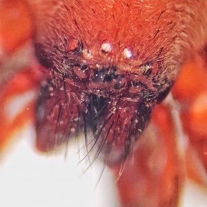 Scotophaeus blackwalli (Mouse Spider) – 10,000 Things of the Pacific ...