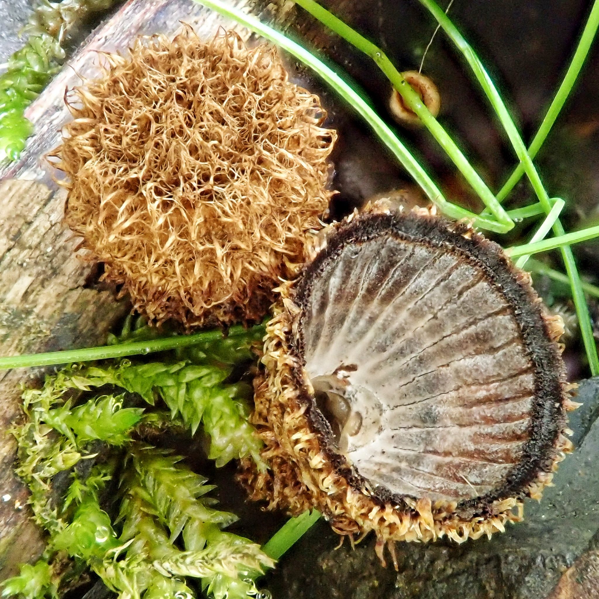 Cyathus striatus (Fluted Bird’s Nest Fungi) 10,000 Things of the