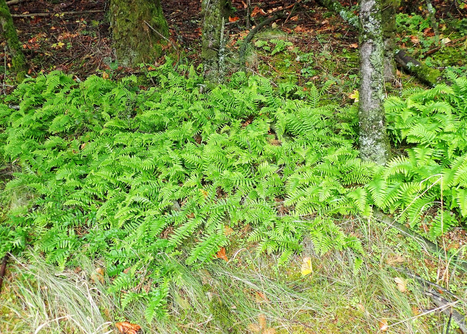 Polypodium glycyrrhiza (Licorice Fern) 10,000 Things of the Pacific