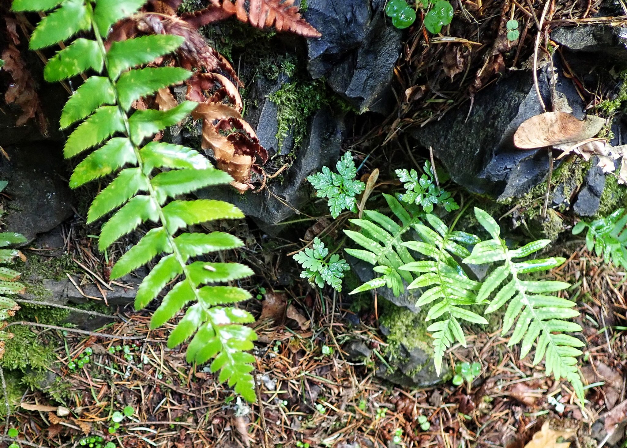 Polypodium glycyrrhiza (Licorice Fern) 10,000 Things of the Pacific