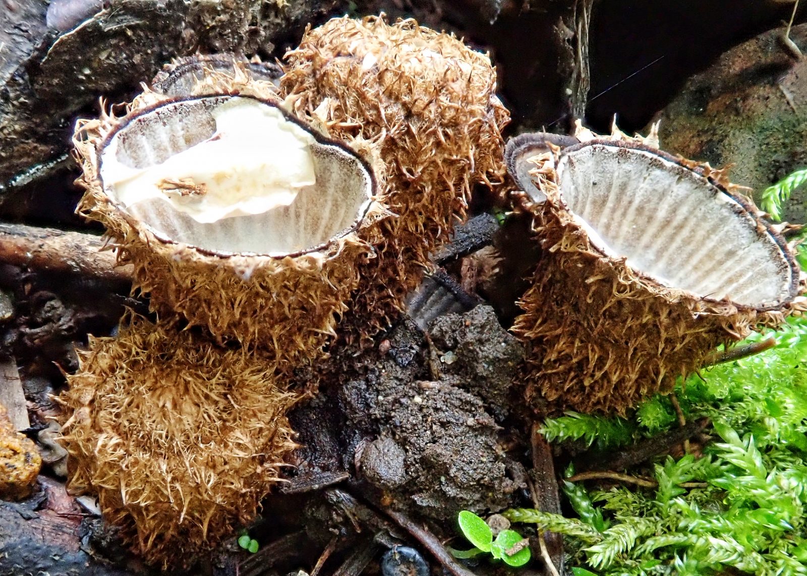 Cyathus striatus (Fluted Bird’s Nest Fungi) 10,000 Things of the