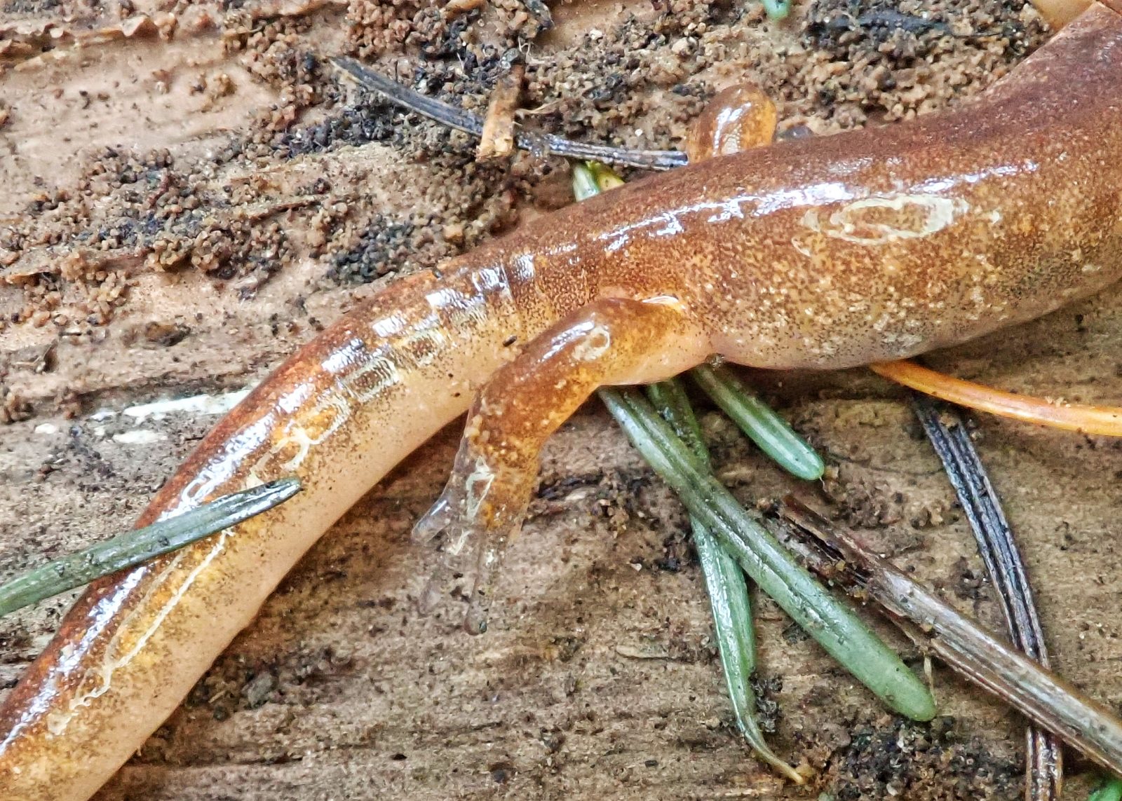Ensatina eschscholtzii (Ensatina) 10,000 Things of the Pacific Northwest