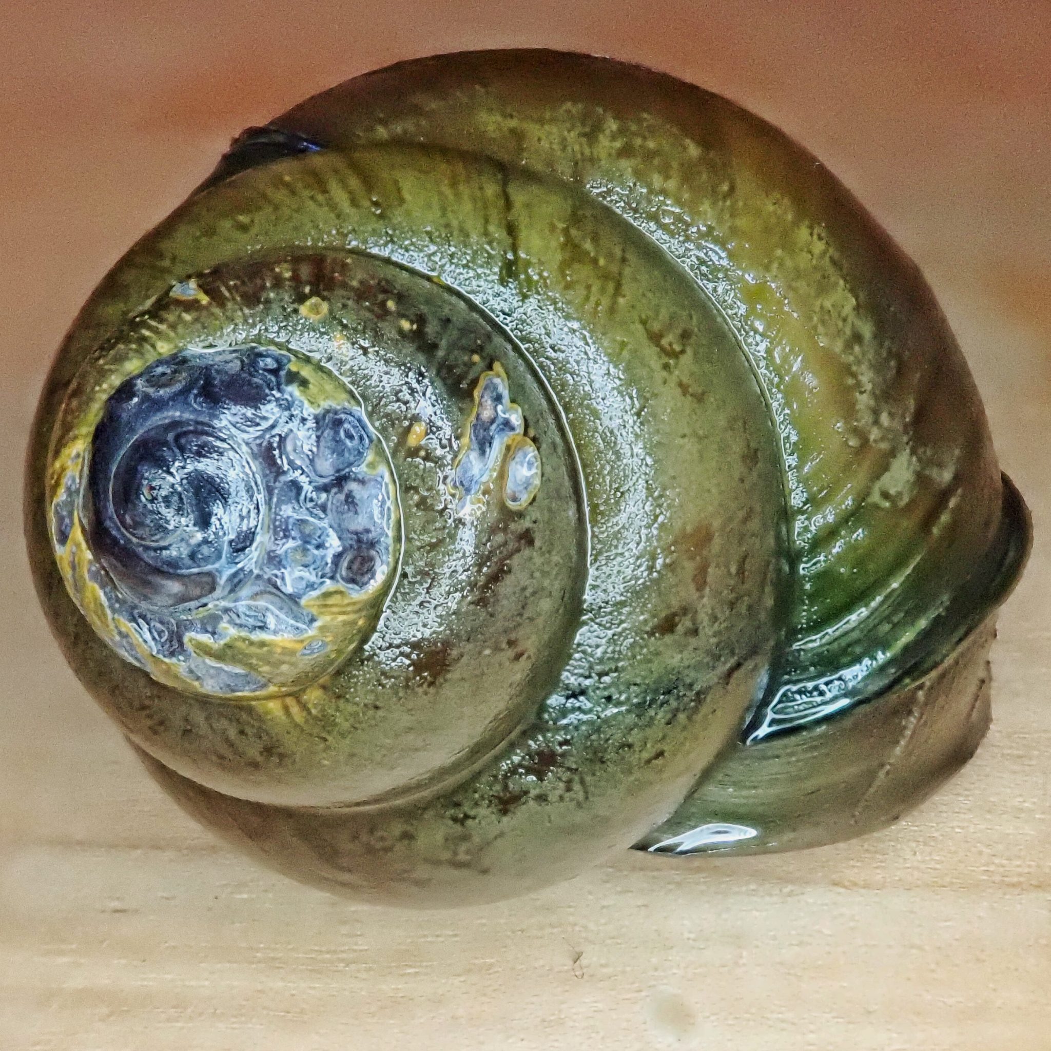 Bellamya chinensis (Chinese Mystery Snails) 10,000 Things of the