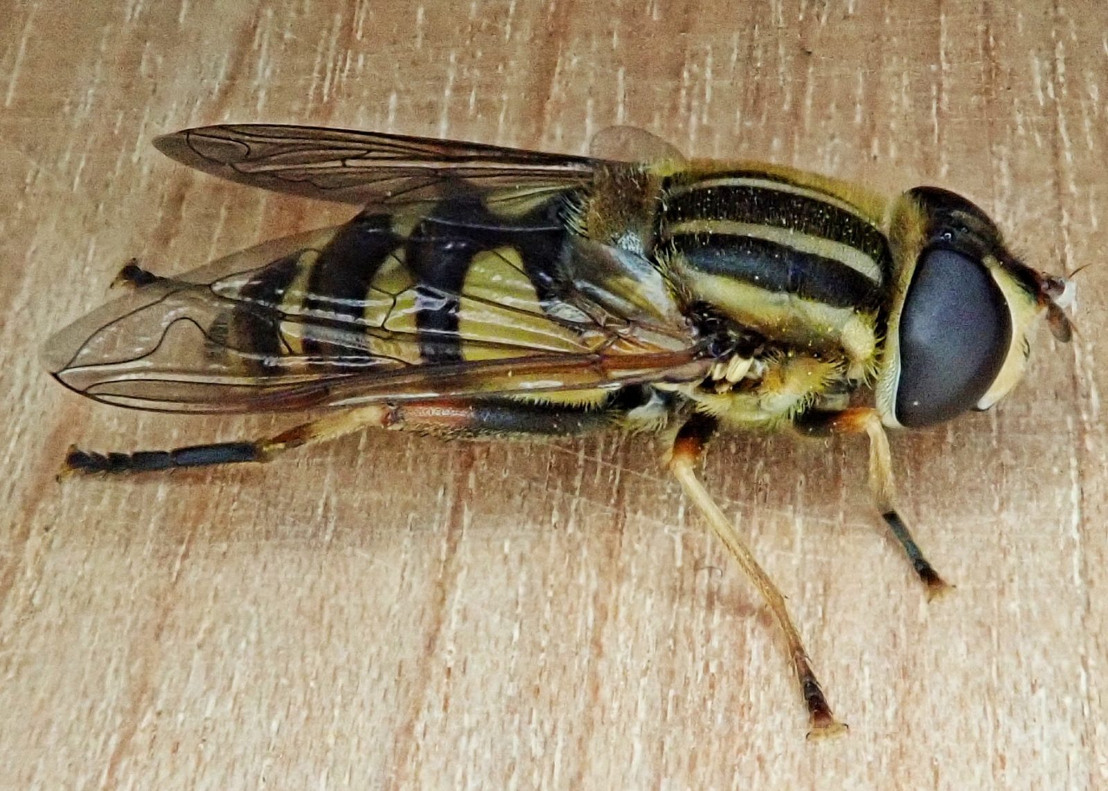 Helophilus fasciatus (Narrowheaded Marsh Fly) 10,000 Things of the