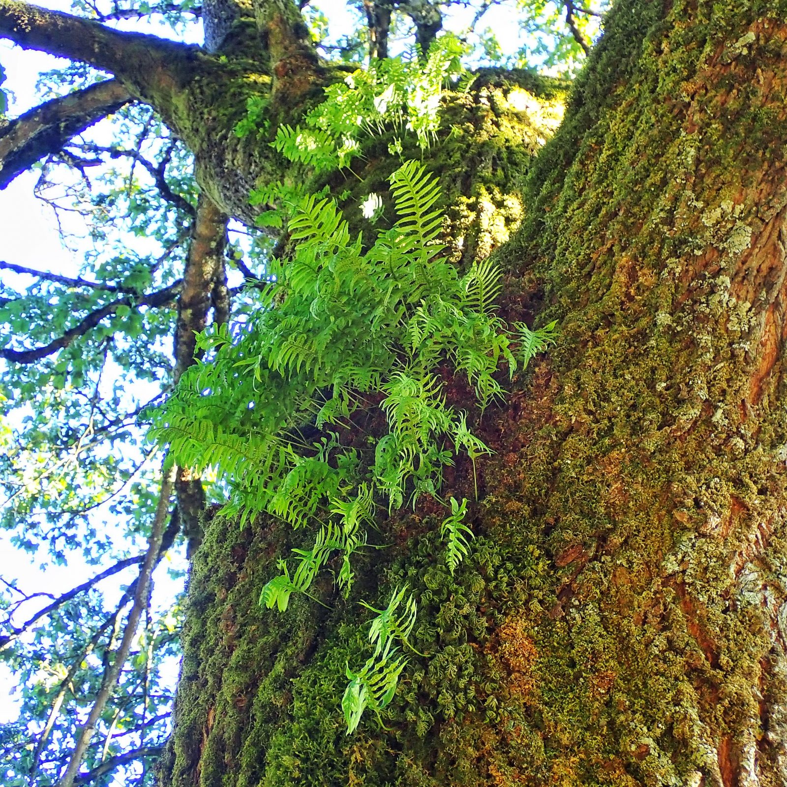 Polypodium glycyrrhiza (Licorice Fern) 10,000 Things of the Pacific