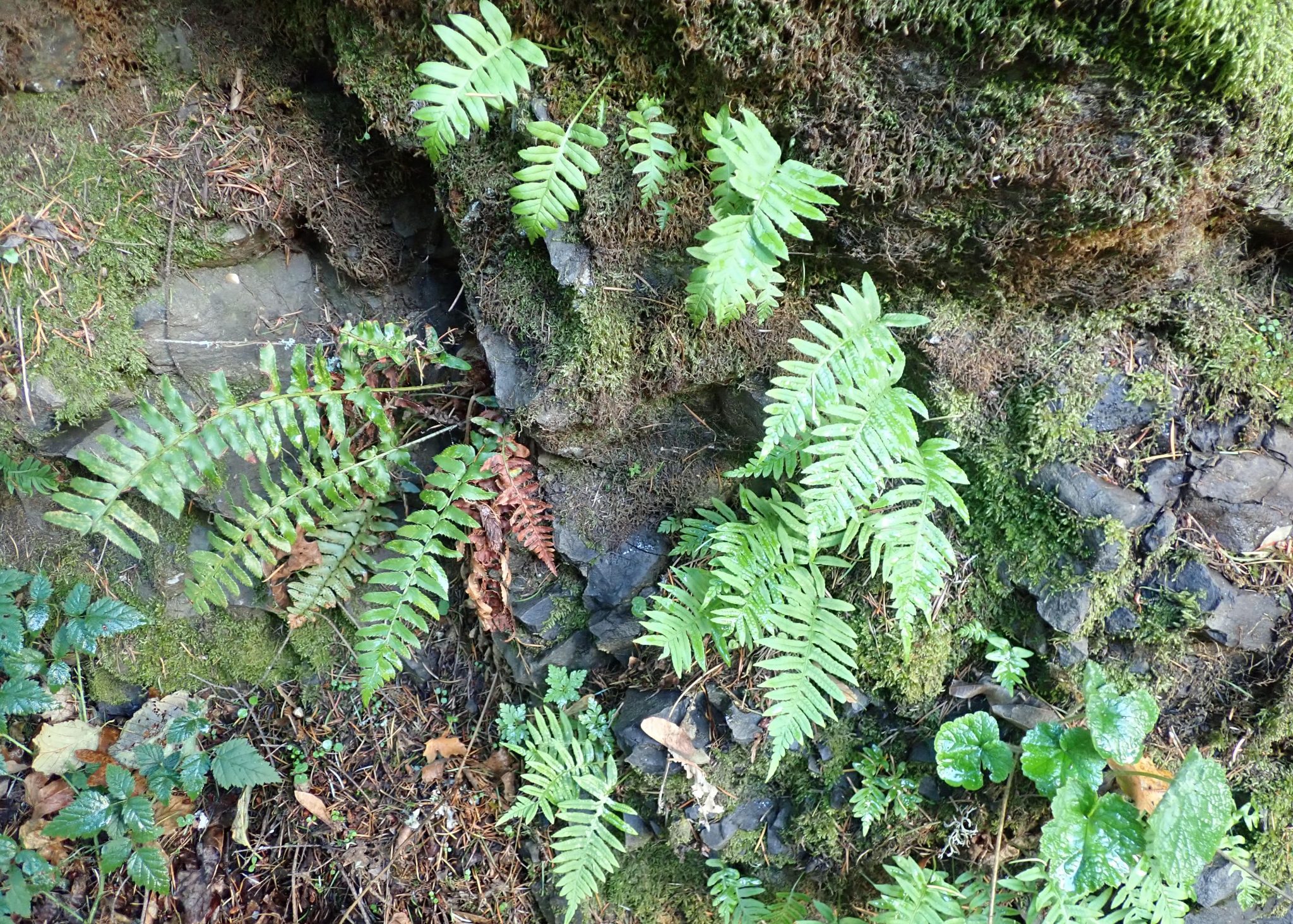 Polypodium glycyrrhiza (Licorice Fern) 10,000 Things of the Pacific
