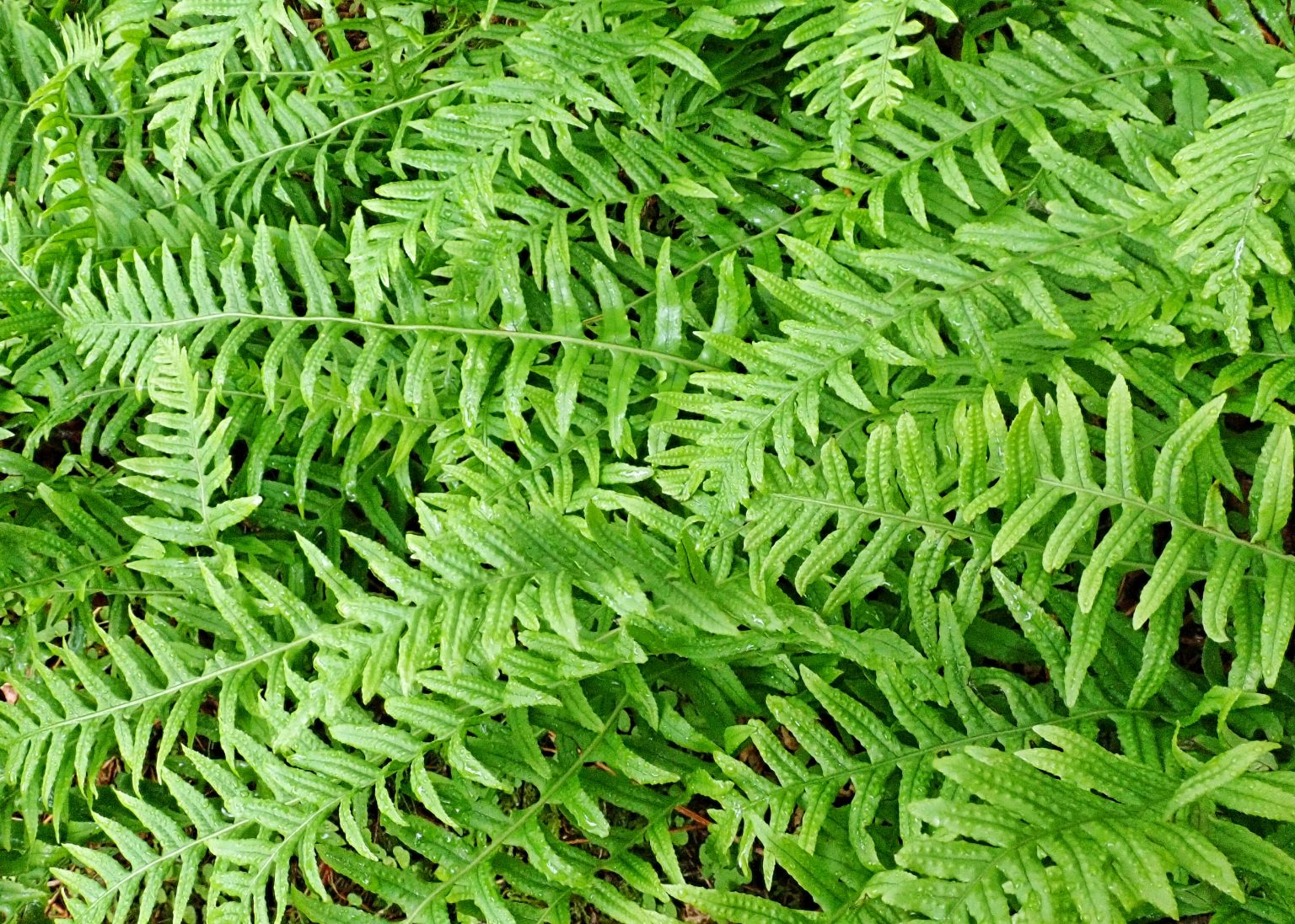 Polypodium glycyrrhiza (Licorice Fern) 10,000 Things of the Pacific