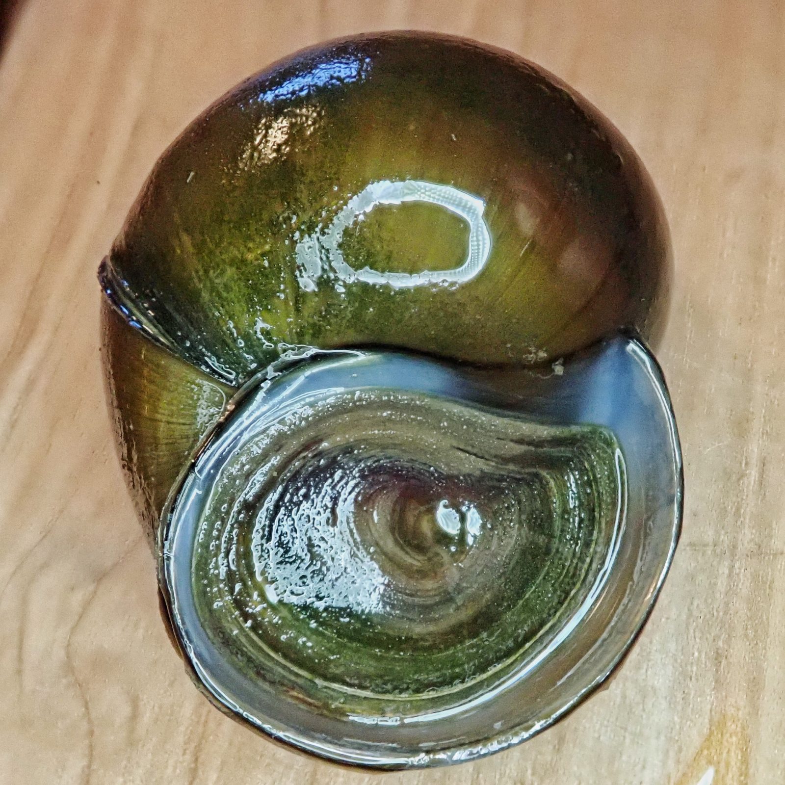 Bellamya chinensis (Chinese Mystery Snails) 10,000 Things of the