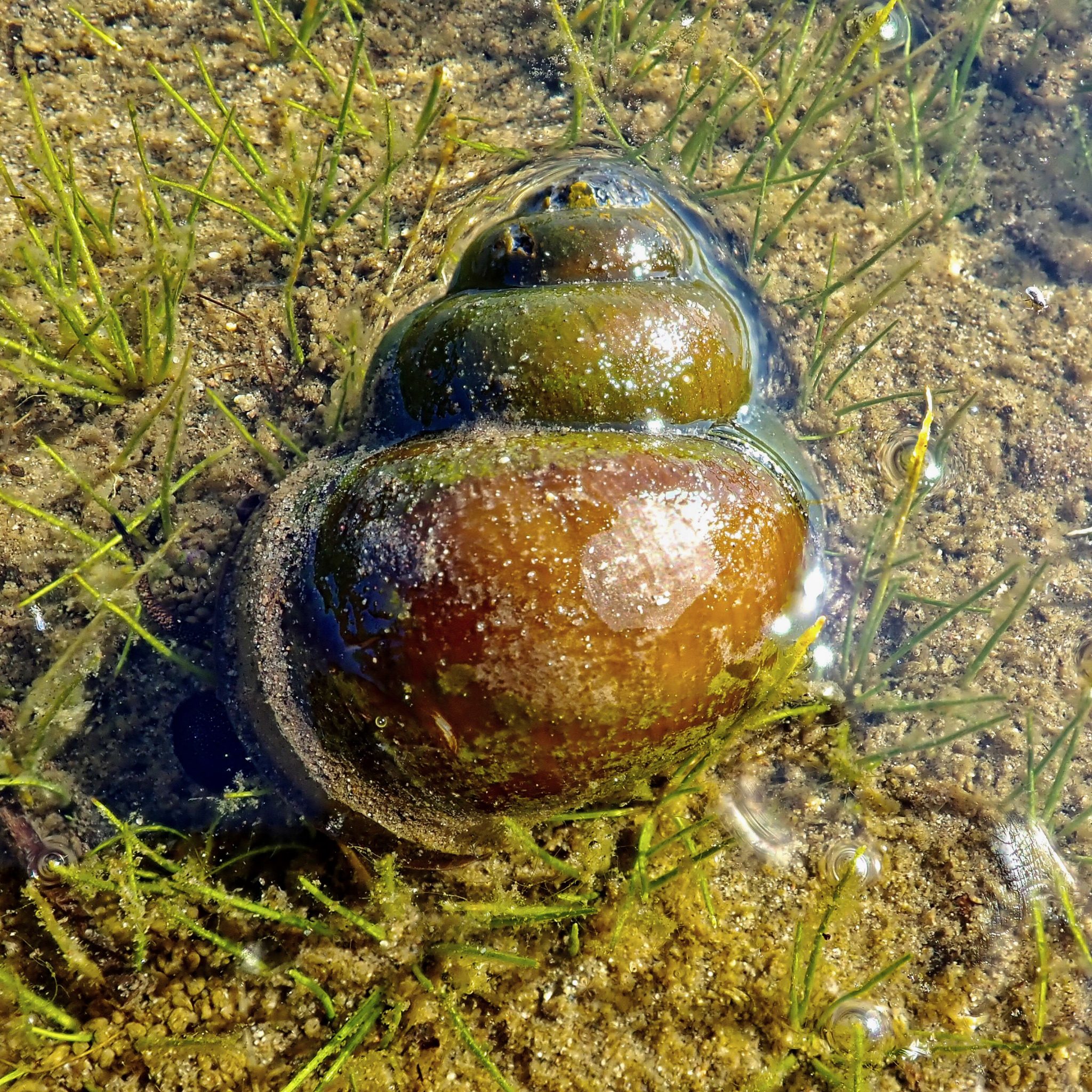 Bellamya chinensis (Chinese Mystery Snails) 10,000 Things of the Pacific Northwest