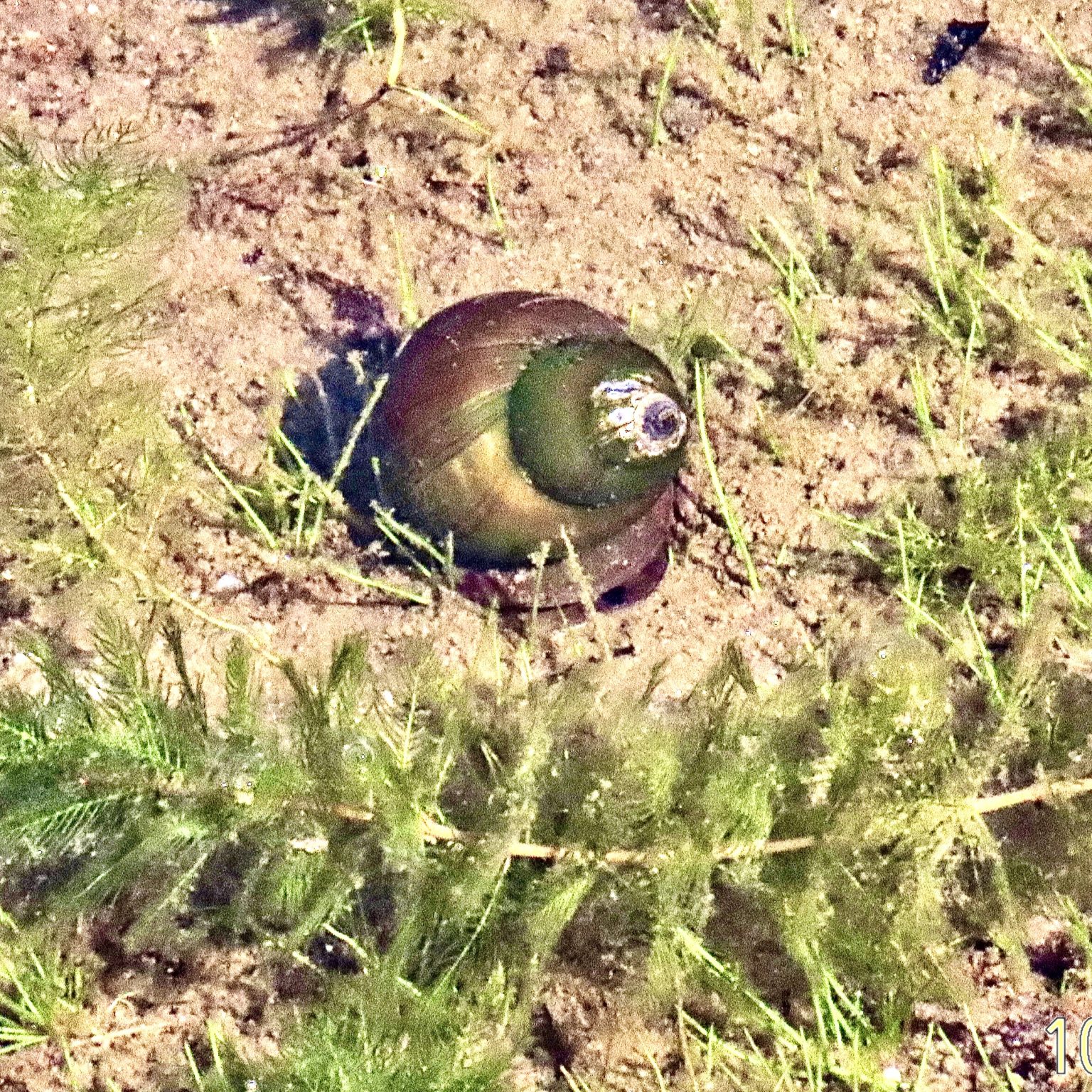Bellamya chinensis (Chinese Mystery Snails) 10,000 Things of the