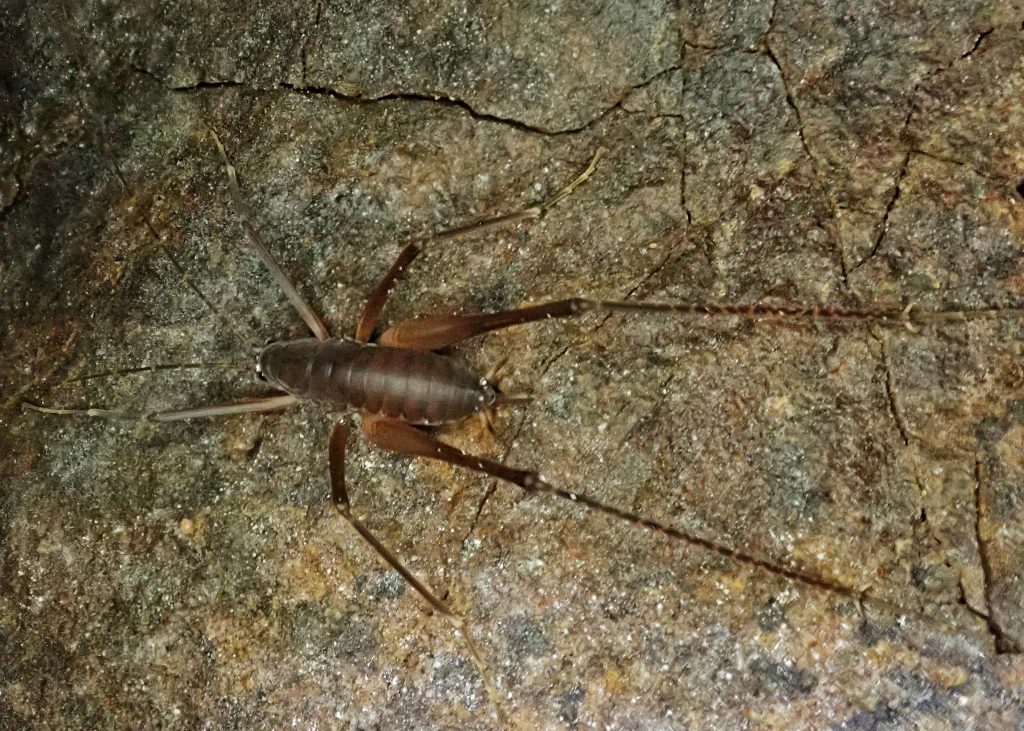 giant cave cricket