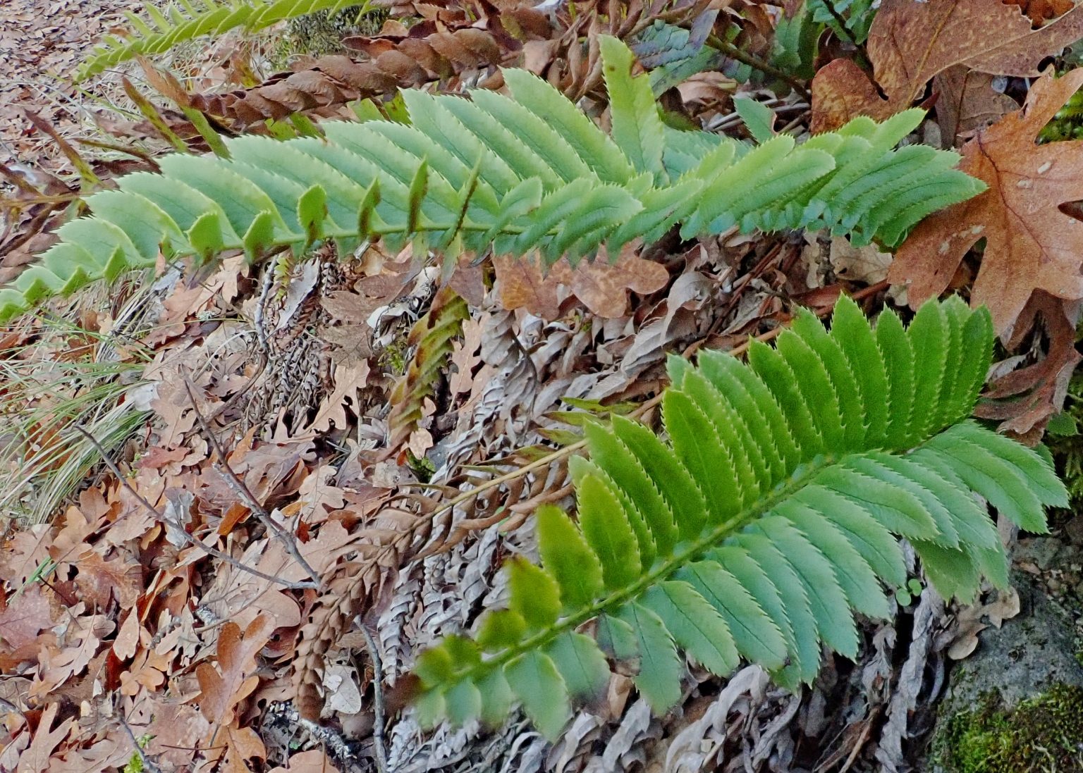 Polystichum imbricans imbricans