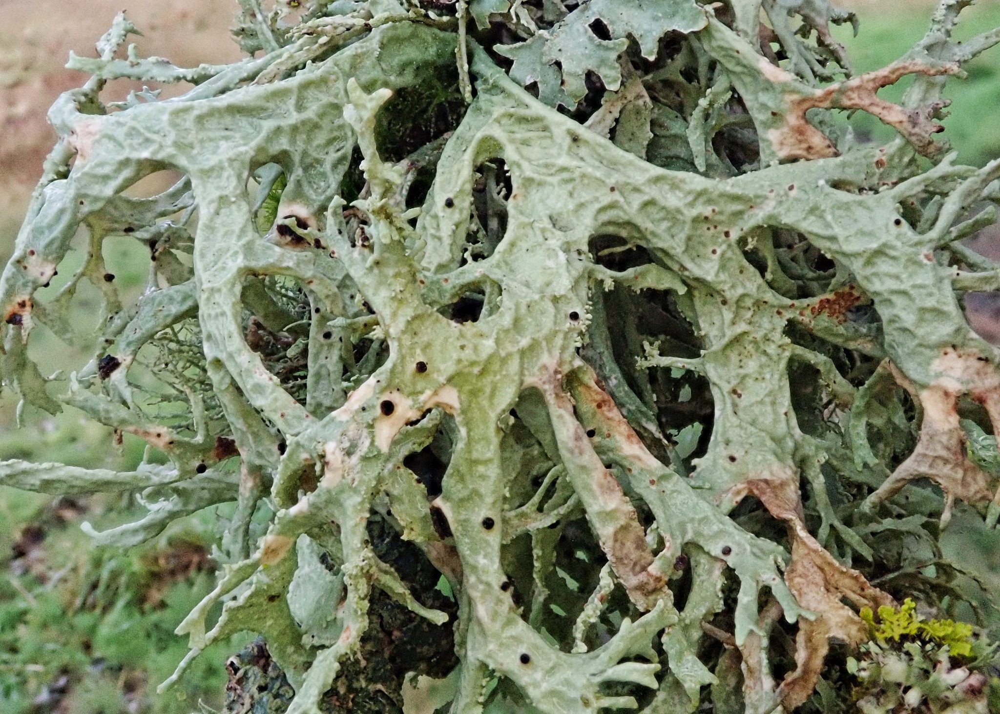 Evernia
