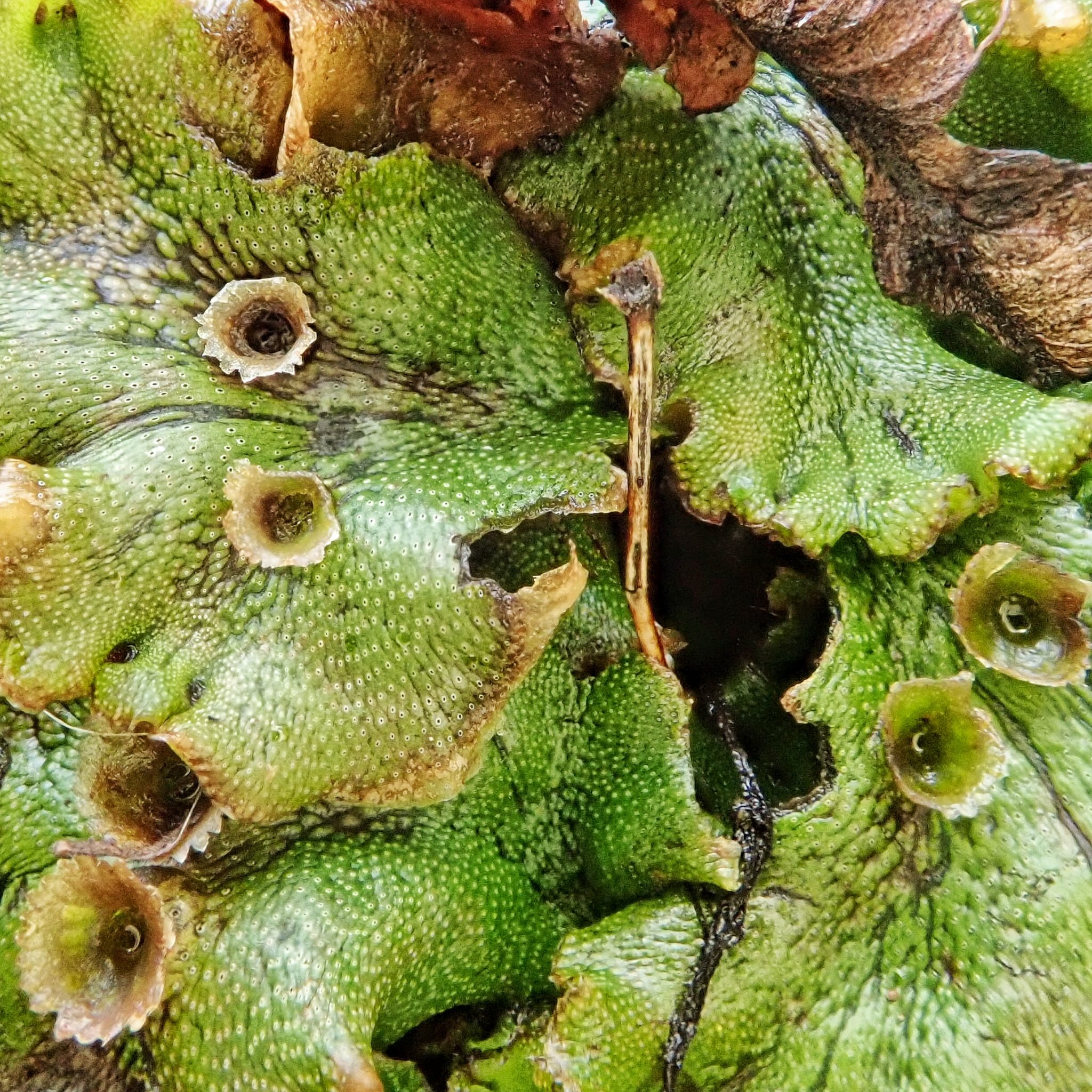 Marchantia latifolia 10,000 Things of the Pacific Northwest