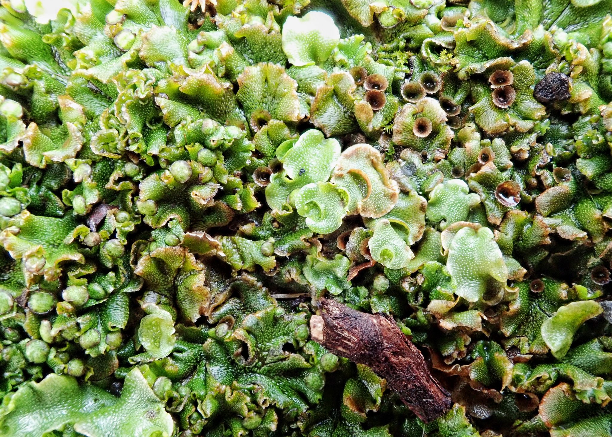 Marchantia latifolia – 10,000 Things of the Pacific Northwest
