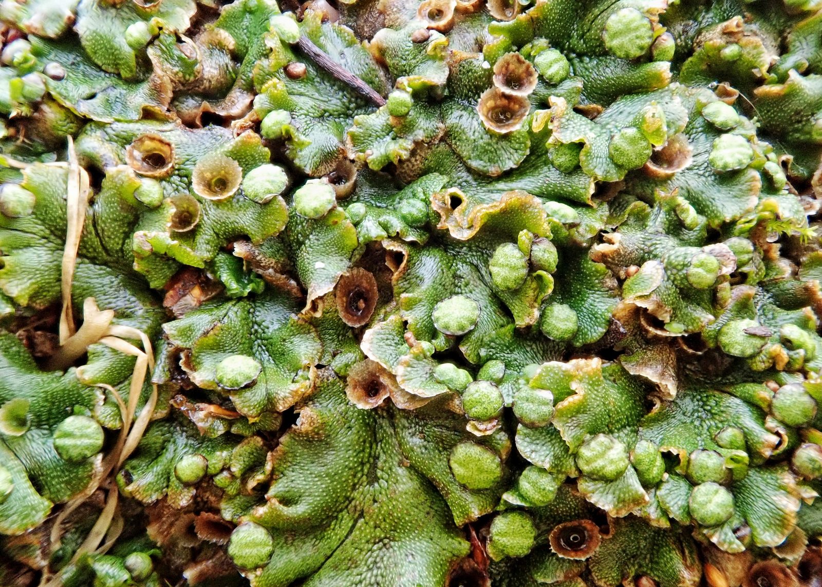 Marchantia latifolia 10,000 Things of the Pacific Northwest